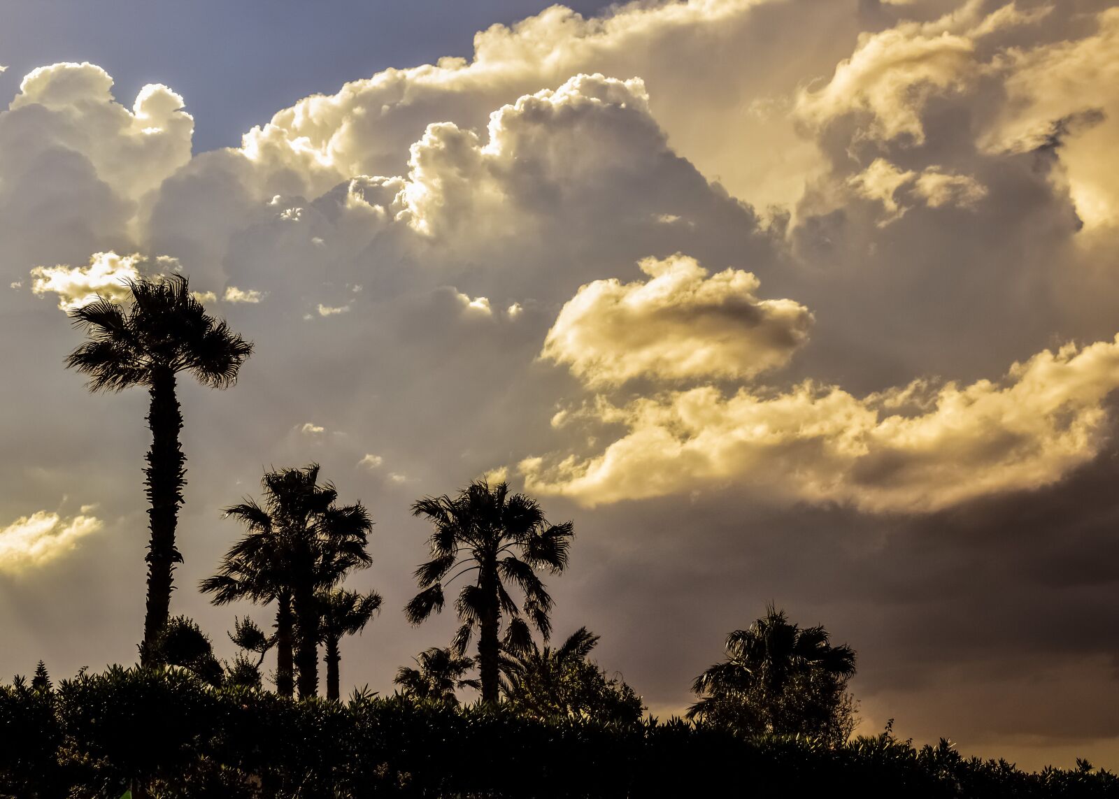 Nikon D3300 sample photo. Palm trees, sky clouds photography