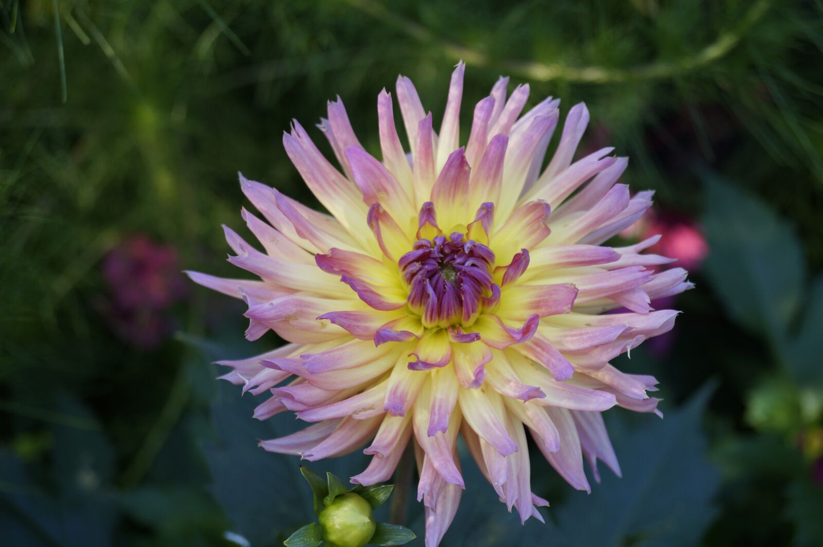 Sony SLT-A57 sample photo. Chrysanthemum, flower, blossom photography