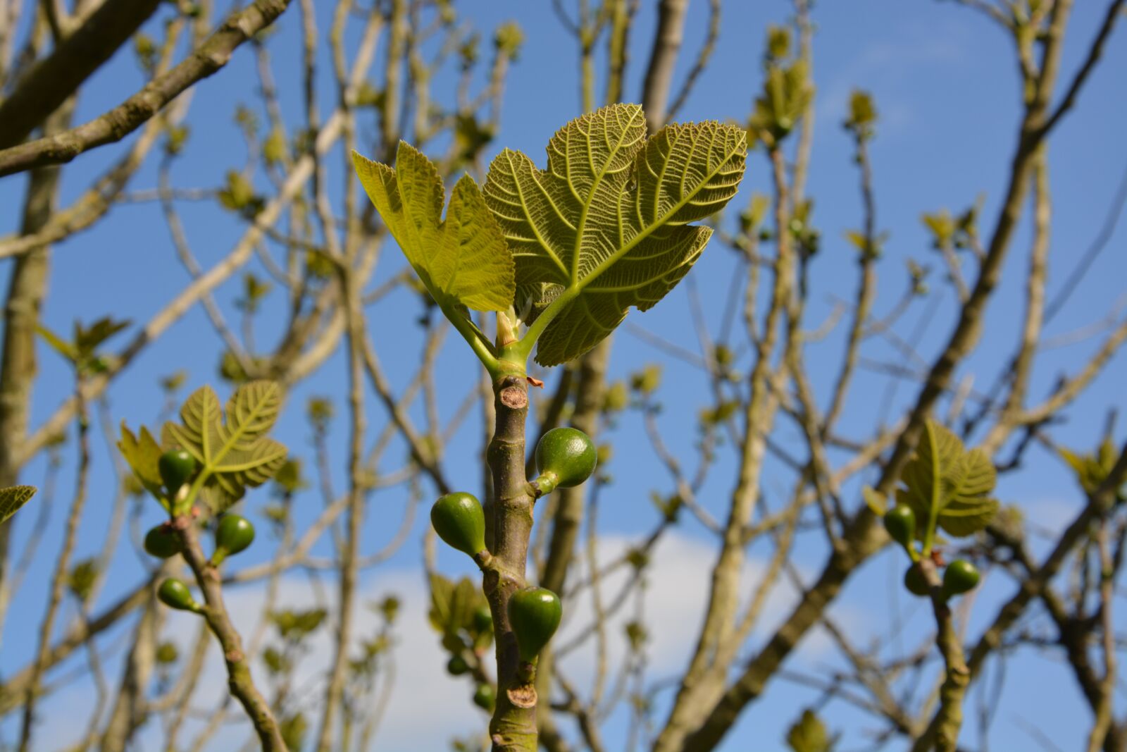 Nikon D5200 sample photo. Fig tree, fig, leaves photography