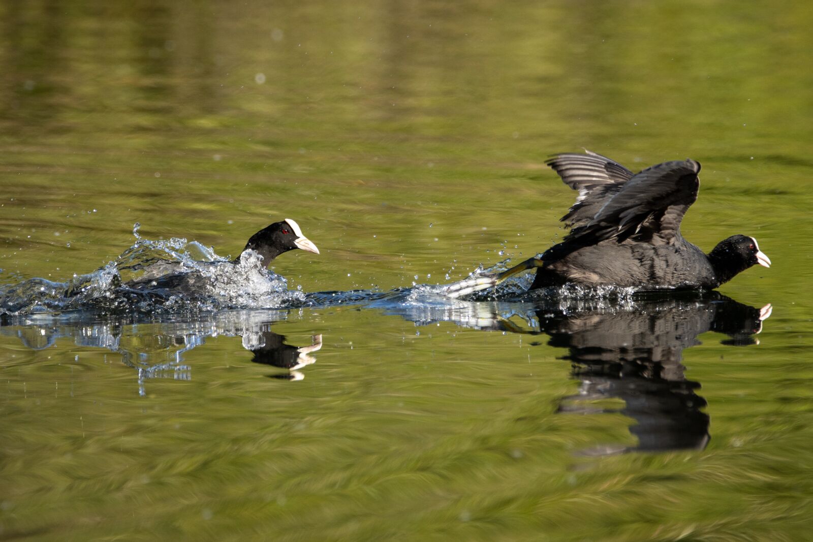 Canon EOS 90D sample photo. Coot, dispute, water photography