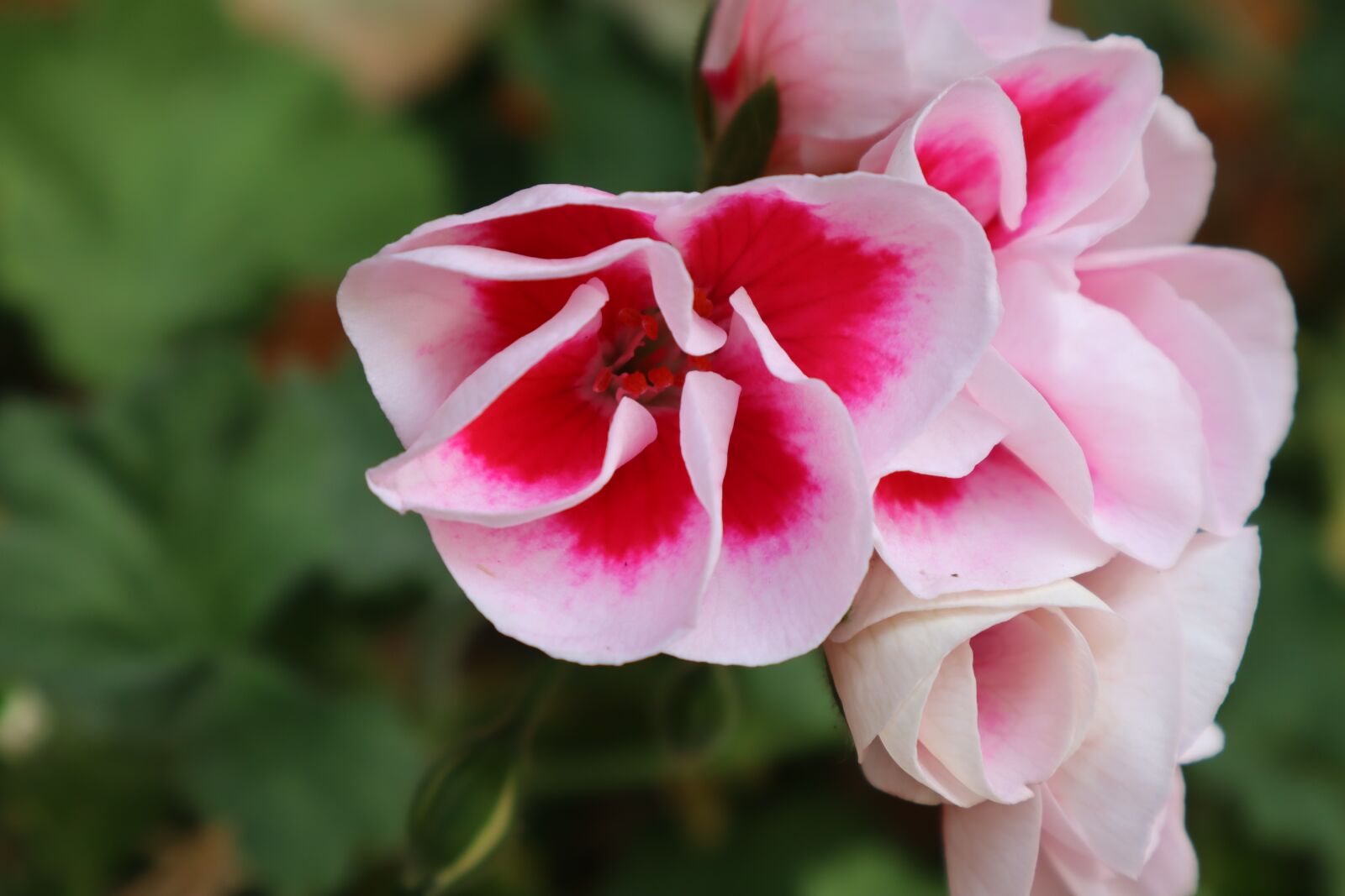 Canon EOS M50 (EOS Kiss M) sample photo. Flower, pink, plant photography