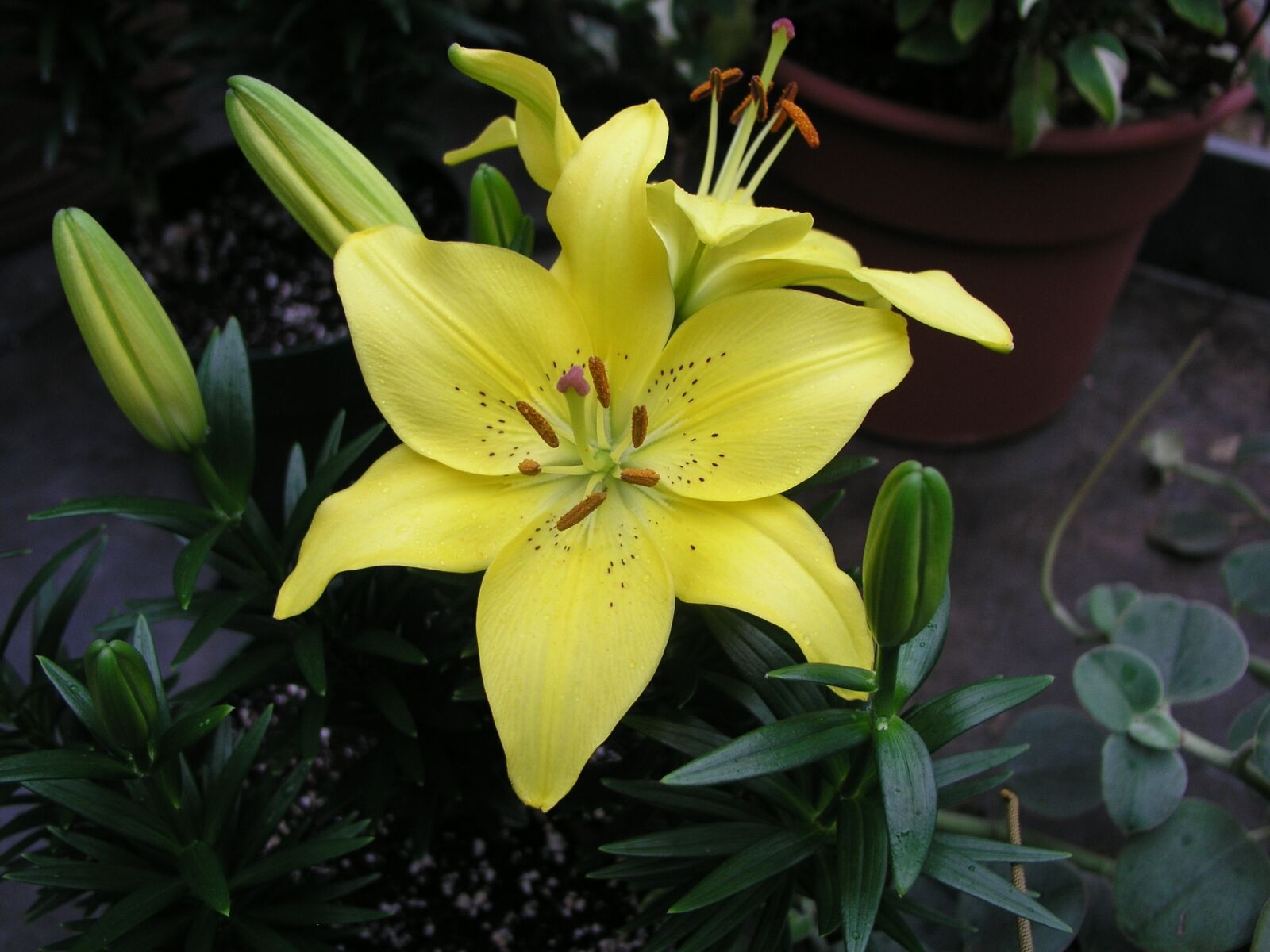 Olympus C5050Z sample photo. Flower, lily, floral photography