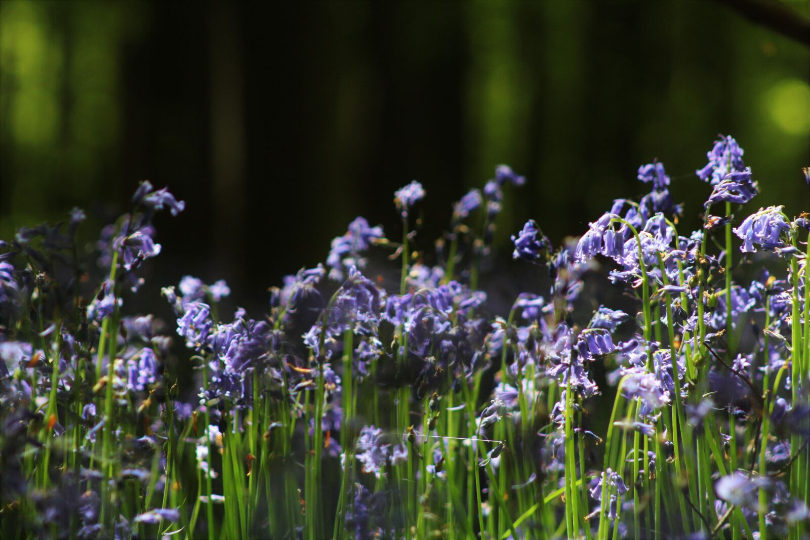 Canon EF75-300mm f/4-5.6 sample photo. Flowers, forest, flower photography