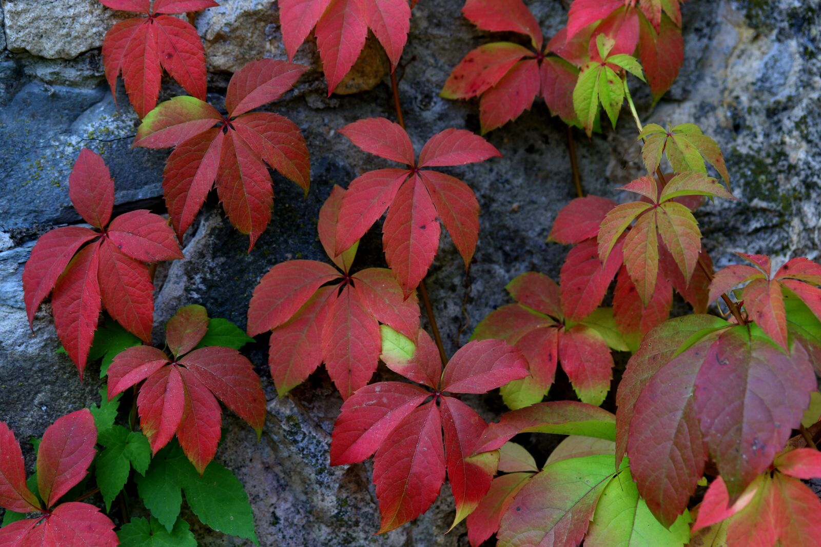 Canon EOS 7D Mark II + Canon EF-S 60mm F2.8 Macro USM sample photo. Leaves, red, autumn photography