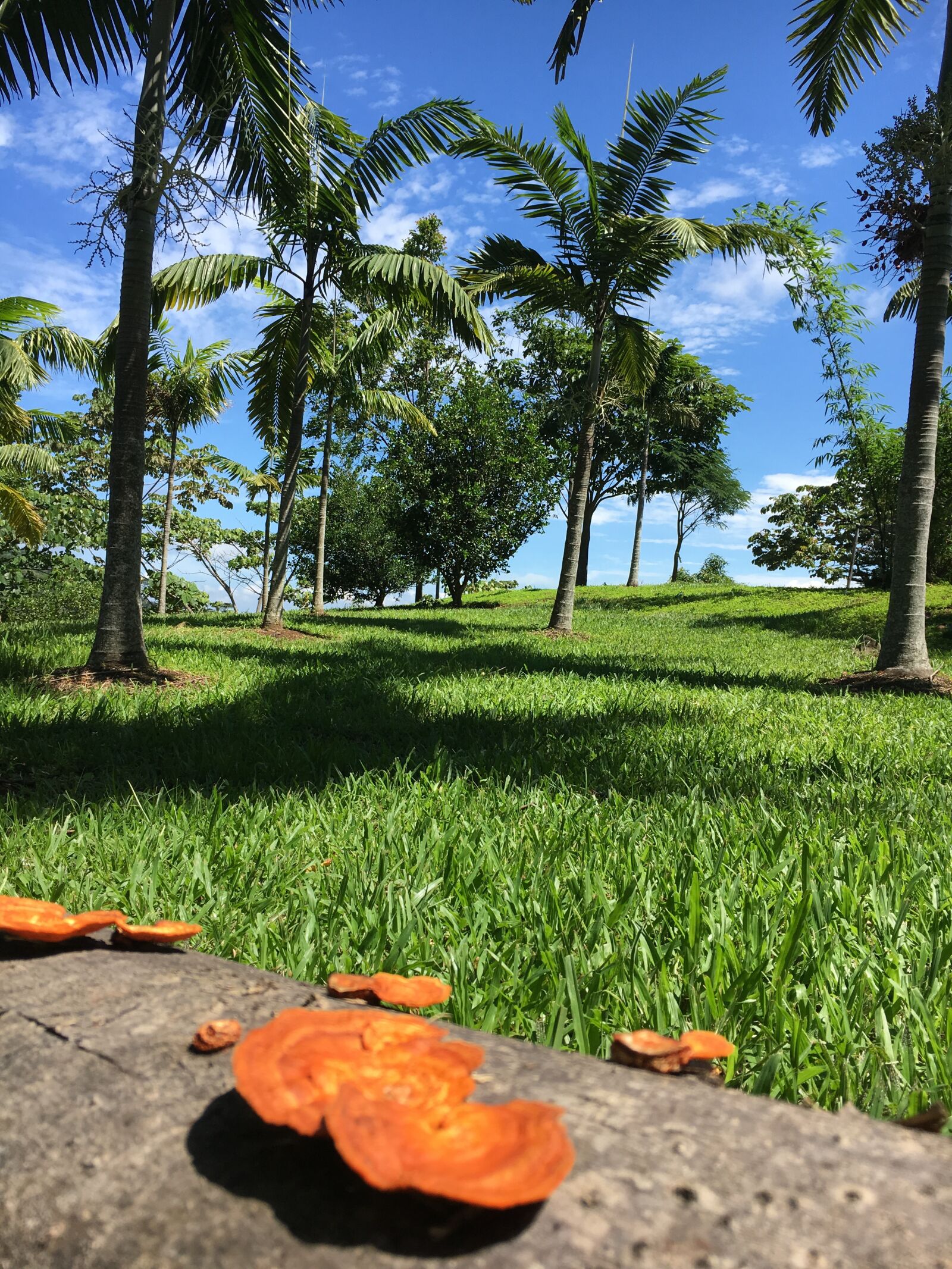 iPhone 6s back camera 4.15mm f/2.2 sample photo. Costa rica, palms, fungus photography