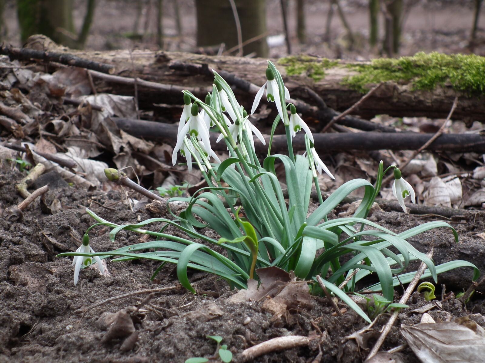 FujiFilm FinePix HS10 (FinePix HS11) sample photo. Snowdrop, flower, spring photography