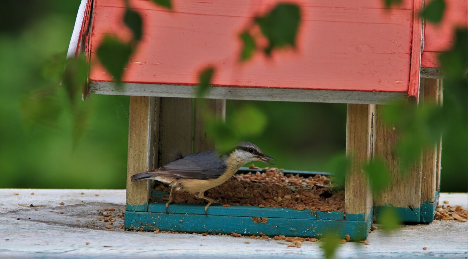 Tamron SP 150-600mm F5-6.3 Di VC USD sample photo. Kleiber, songbird, bird photography