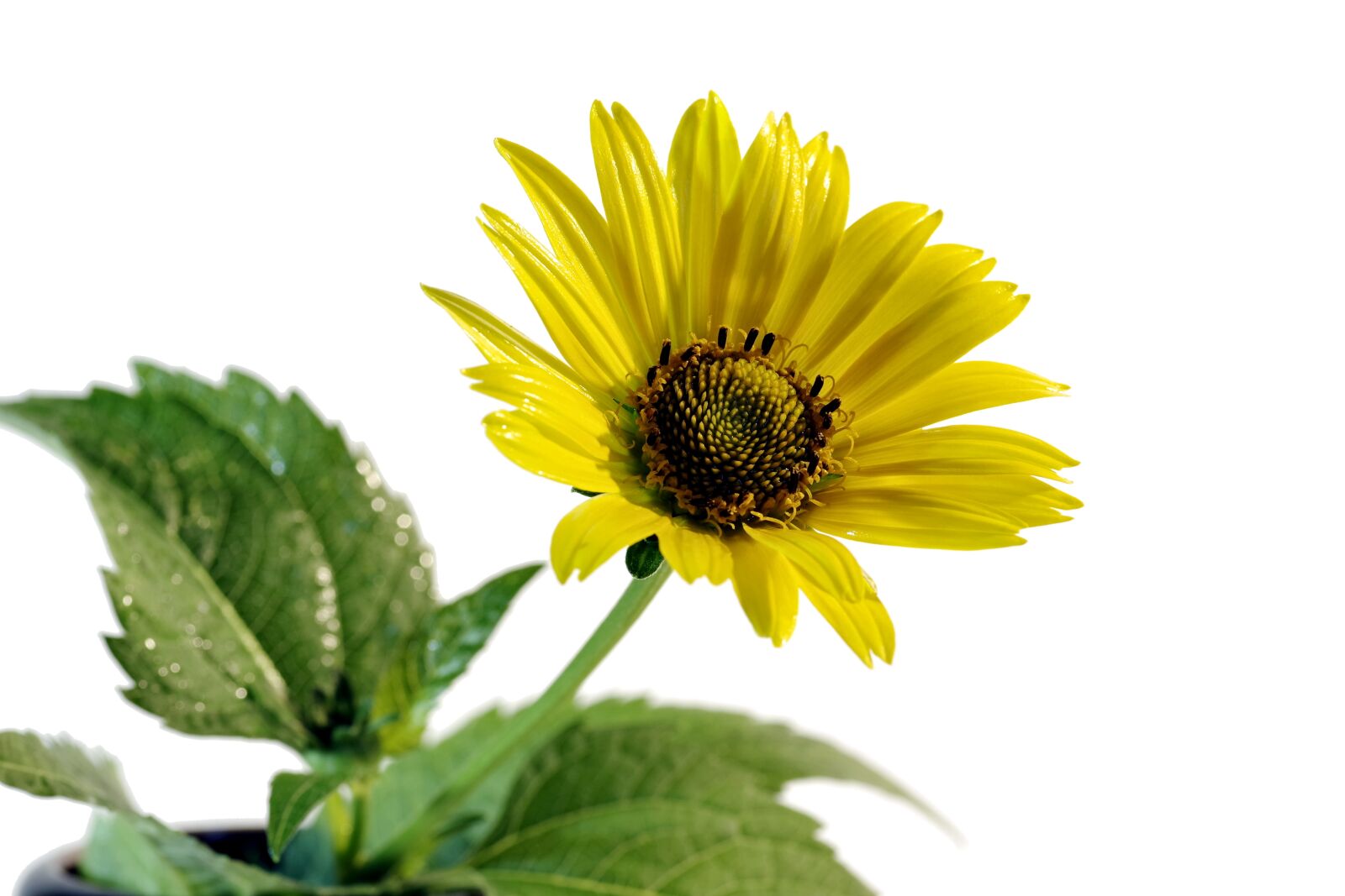 Pentax K-S2 sample photo. Flower, yellow, asteraceae photography