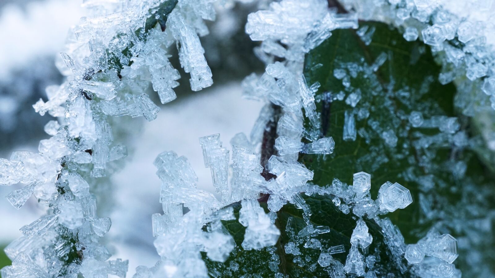 Sony E 30mm F3.5 Macro sample photo. Frost, winter, snow photography