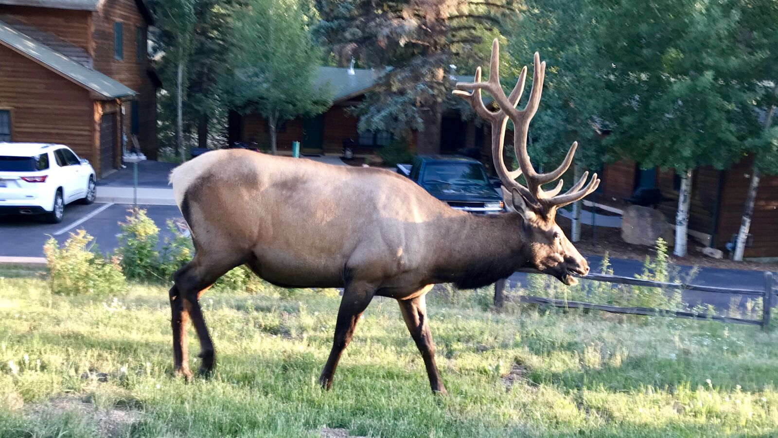 iPhone 7 Plus back dual camera 3.99mm f/1.8 sample photo. Estes park, colorado, elk photography