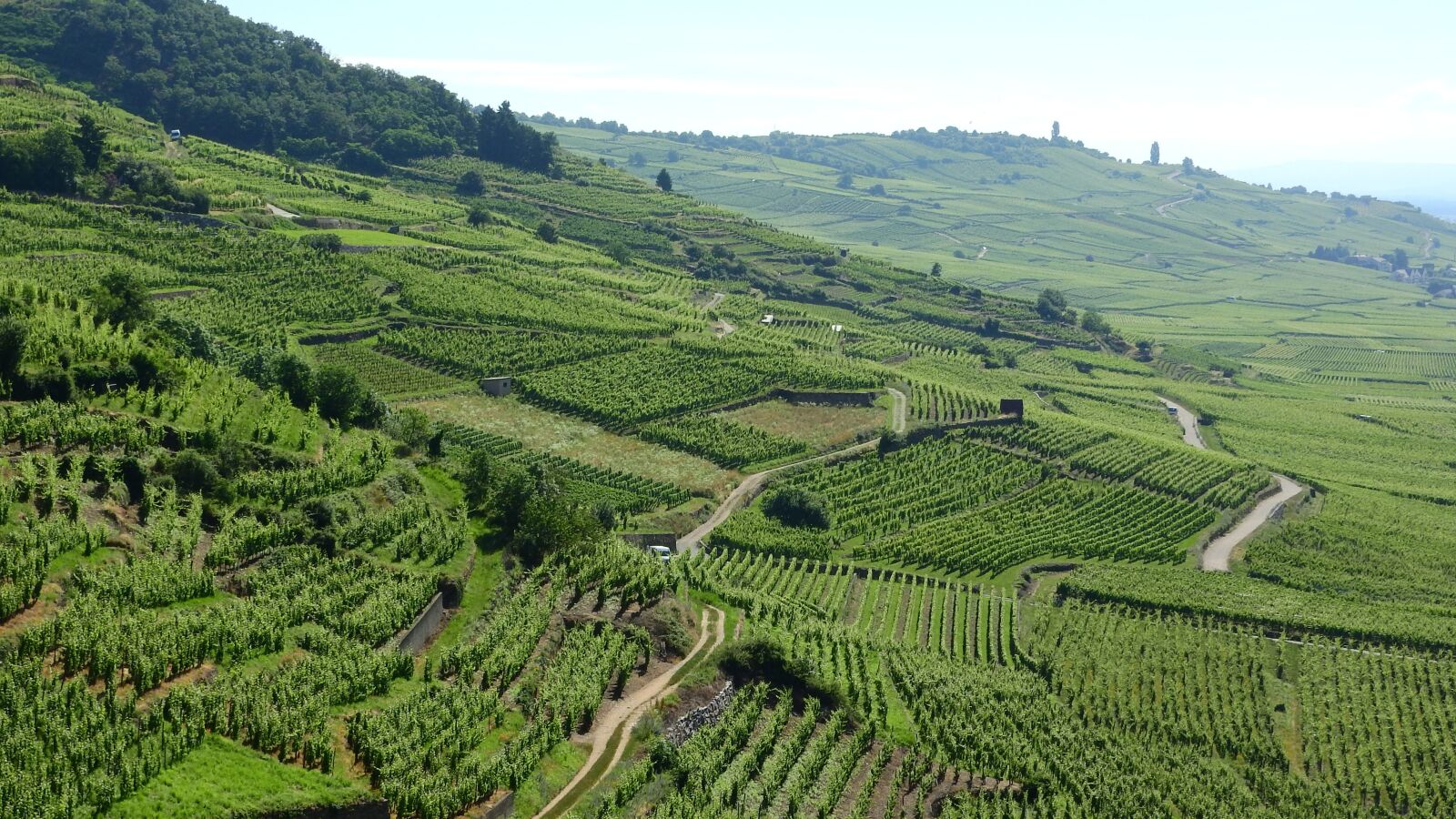 Nikon Coolpix P610 sample photo. Alsace, france, vineyard photography