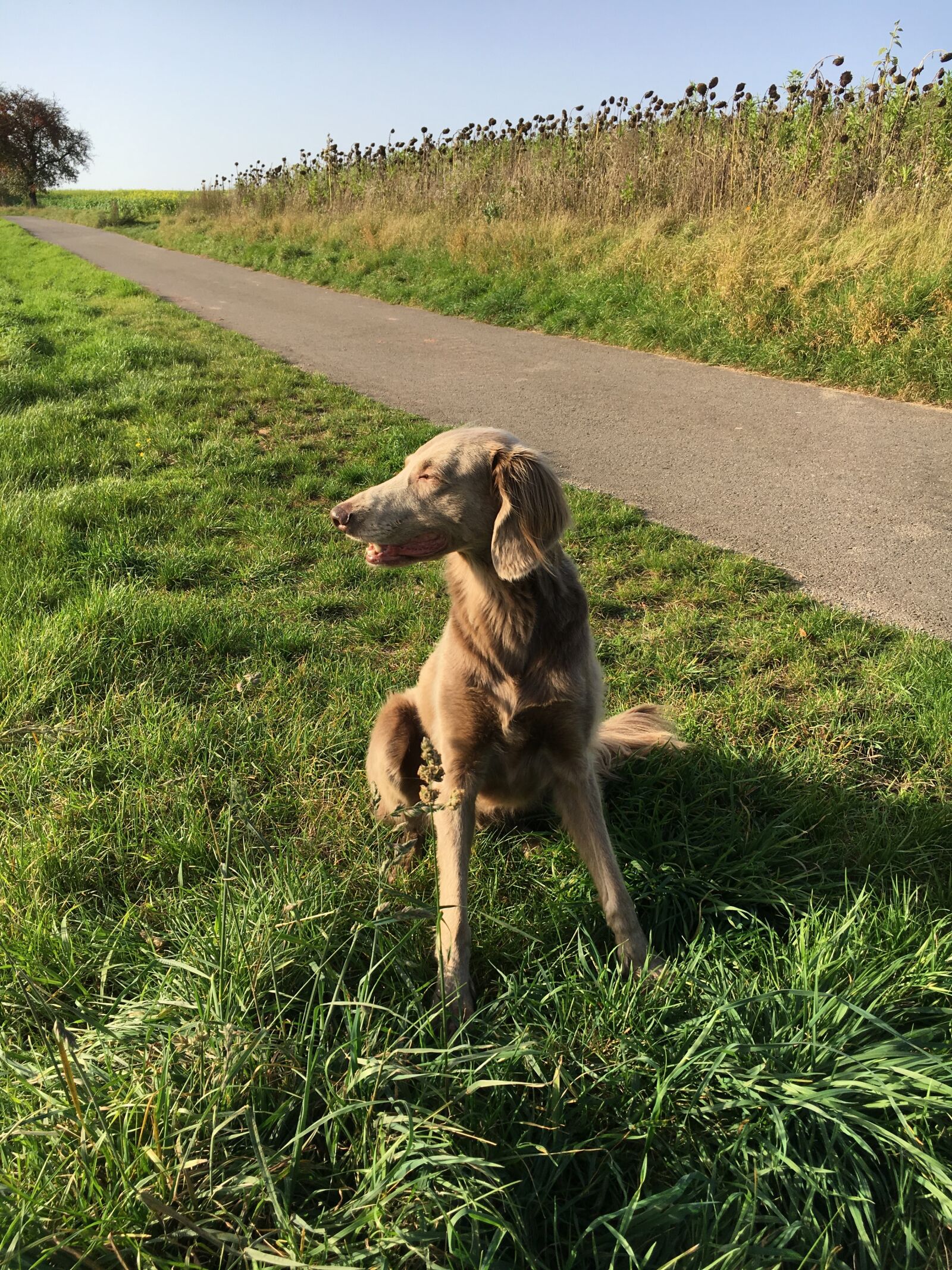 Apple iPhone 6s sample photo. Weimaraner, dog, nature photography