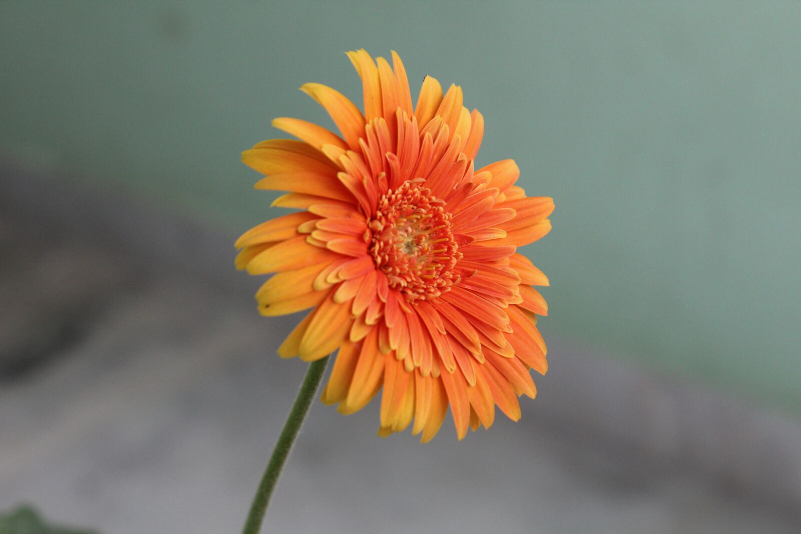 Canon EOS 1300D (EOS Rebel T6 / EOS Kiss X80) sample photo. Flower, lotus, orange colour photography
