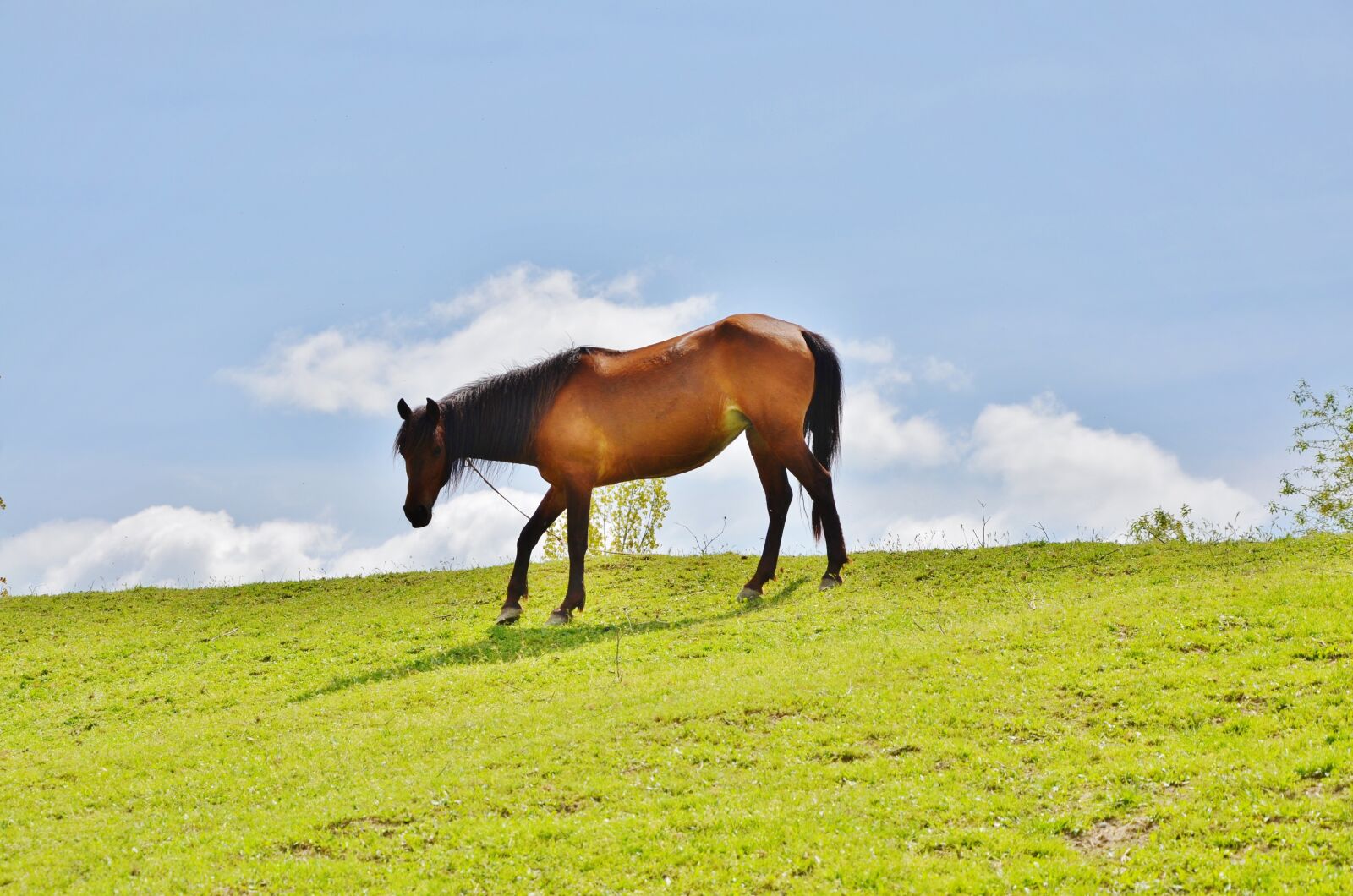 Nikon D7000 sample photo. Horses, animal, mammal photography