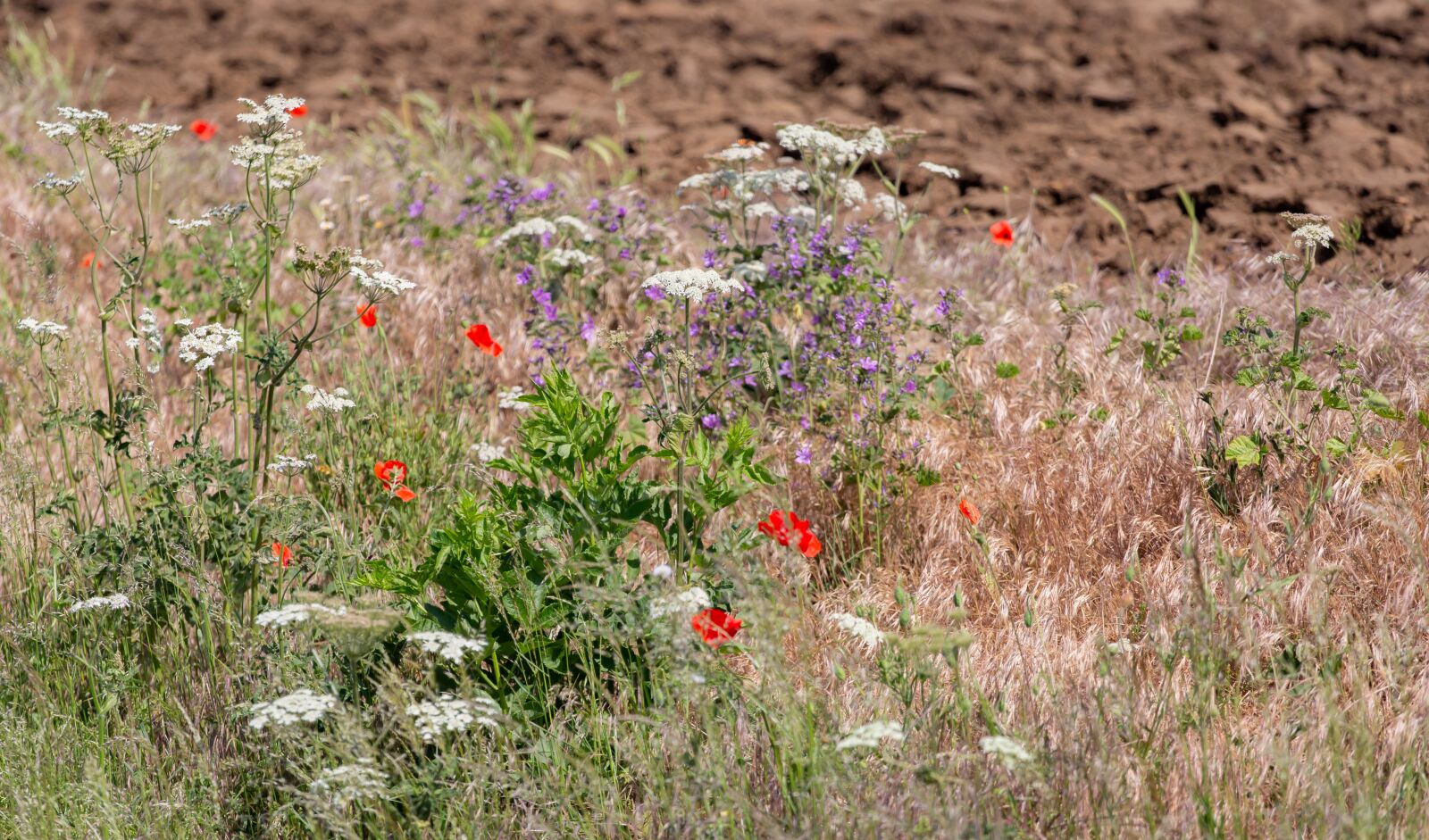 Canon EOS 5D Mark III + Canon EF 70-200mm F4L USM sample photo. Wild flowers, red wild photography
