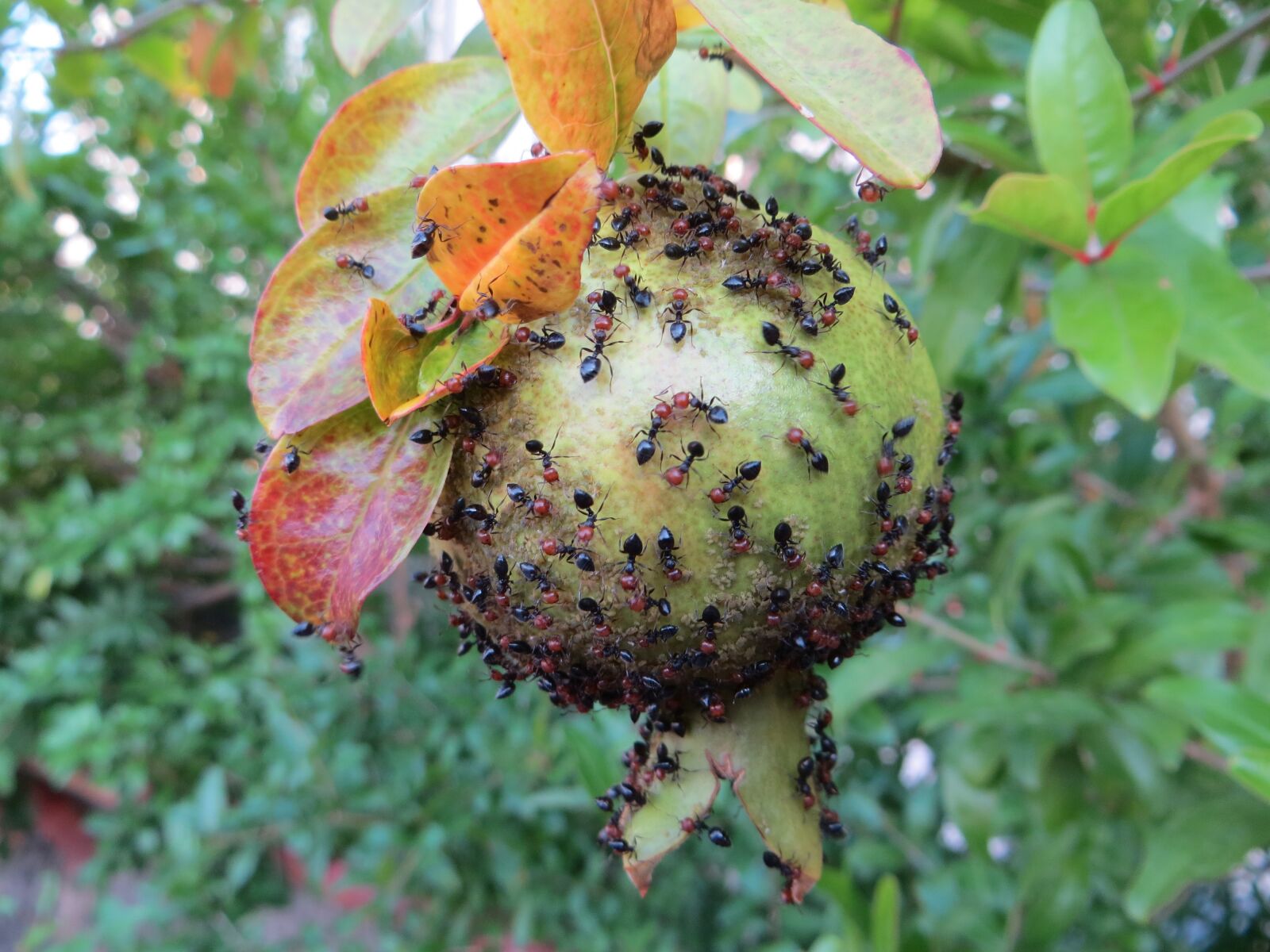 Canon PowerShot SX260 HS sample photo. Fruit, green, ant photography