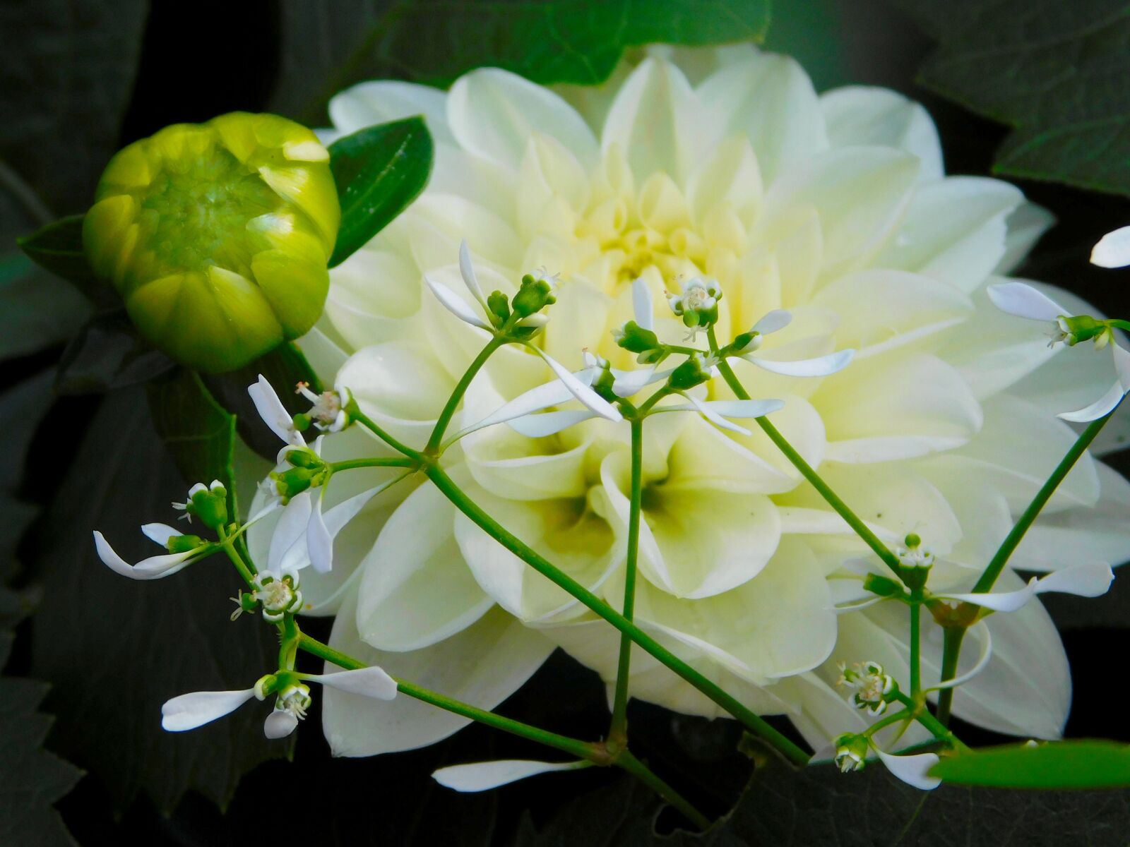 Nikon Coolpix L840 sample photo. White flower, bud, blossom photography