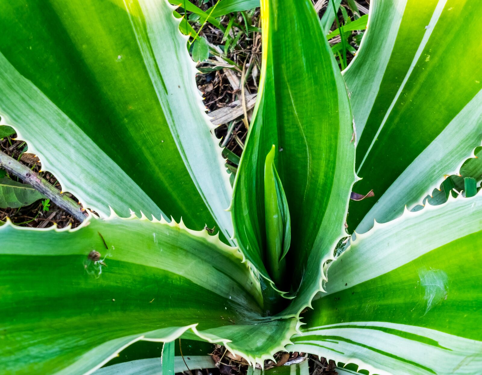 Fujifilm X-S1 sample photo. Agave, agavengewächs, plant photography