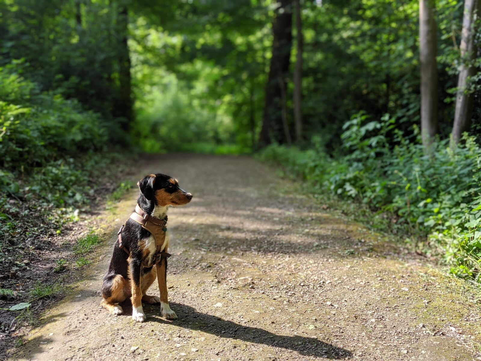 Google Pixel 4 XL sample photo. Nature, dog, terrier photography