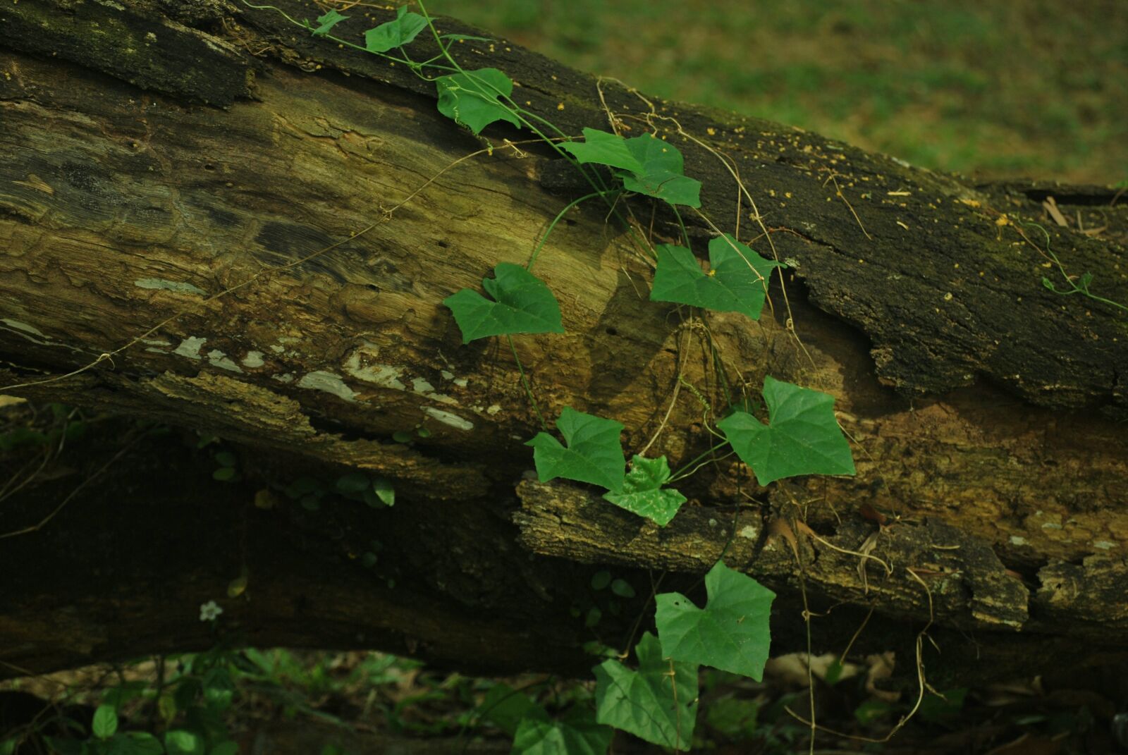 Nikon D60 sample photo. Nature, wood, tree photography