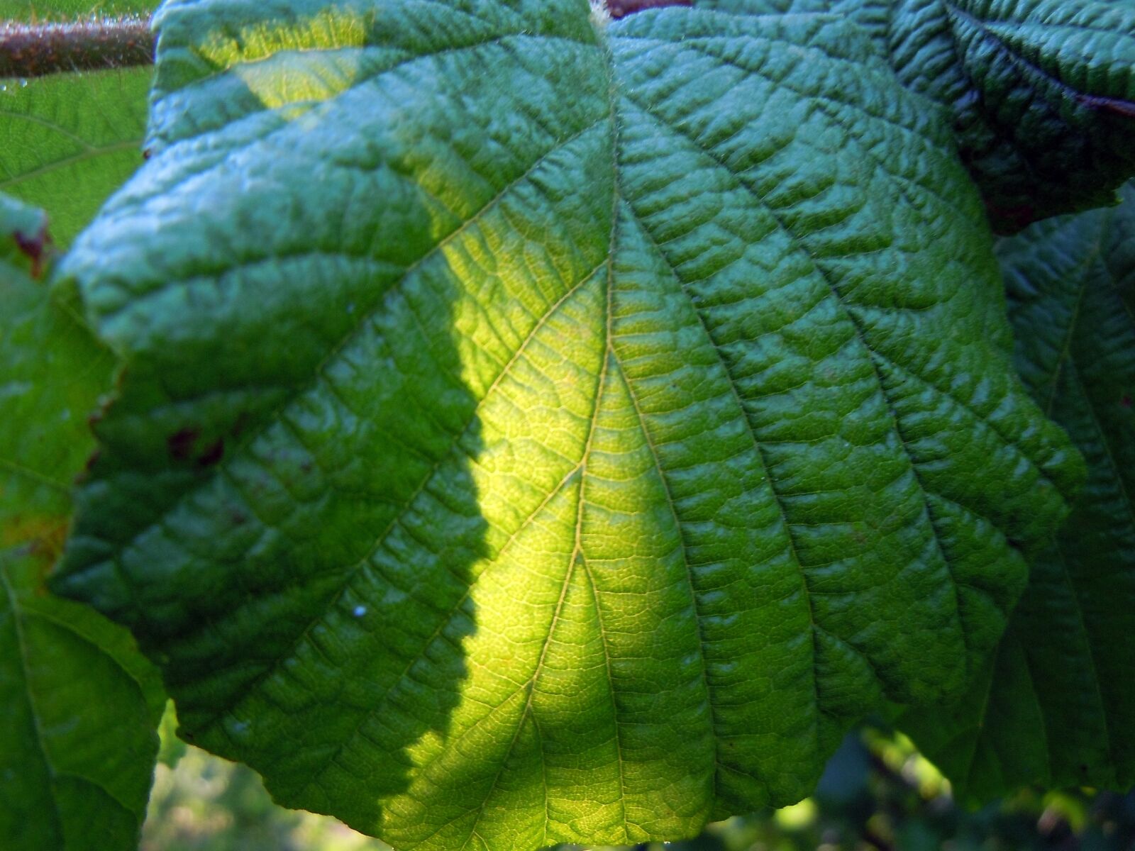 Nikon Coolpix S8000 sample photo. "Walnut, leaf, sunny" photography