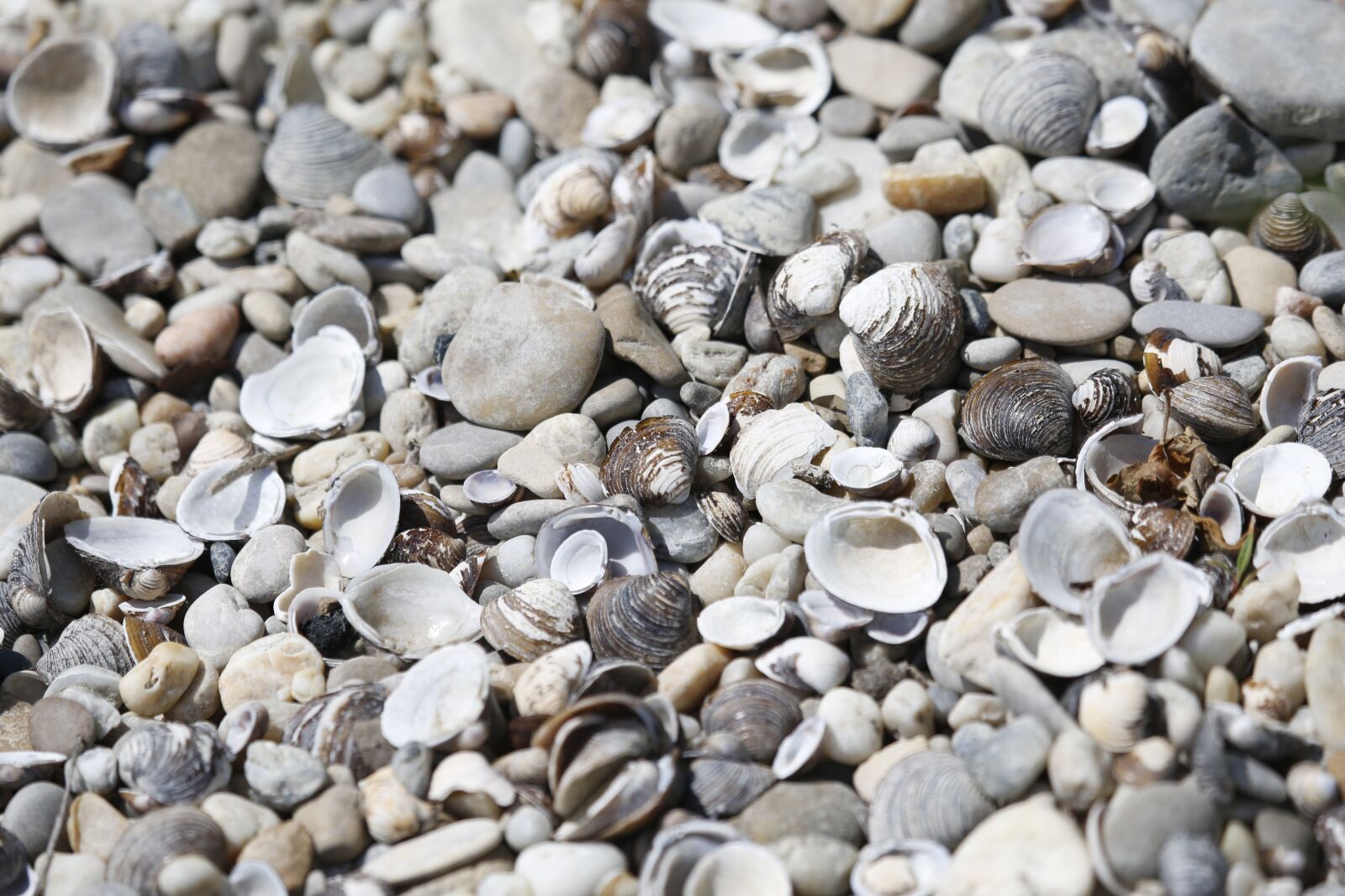 Canon EF 100-400mm F4.5-5.6L IS USM sample photo. Mussels, river mussels, shell photography