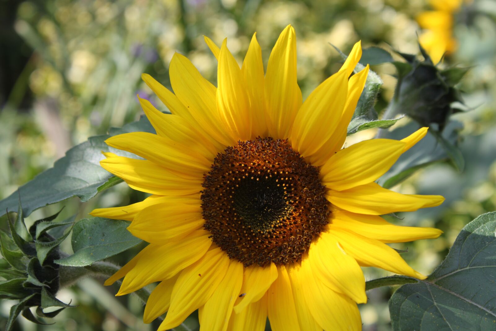 Canon EOS 500D (EOS Rebel T1i / EOS Kiss X3) sample photo. Sunflower, garden, flower photography