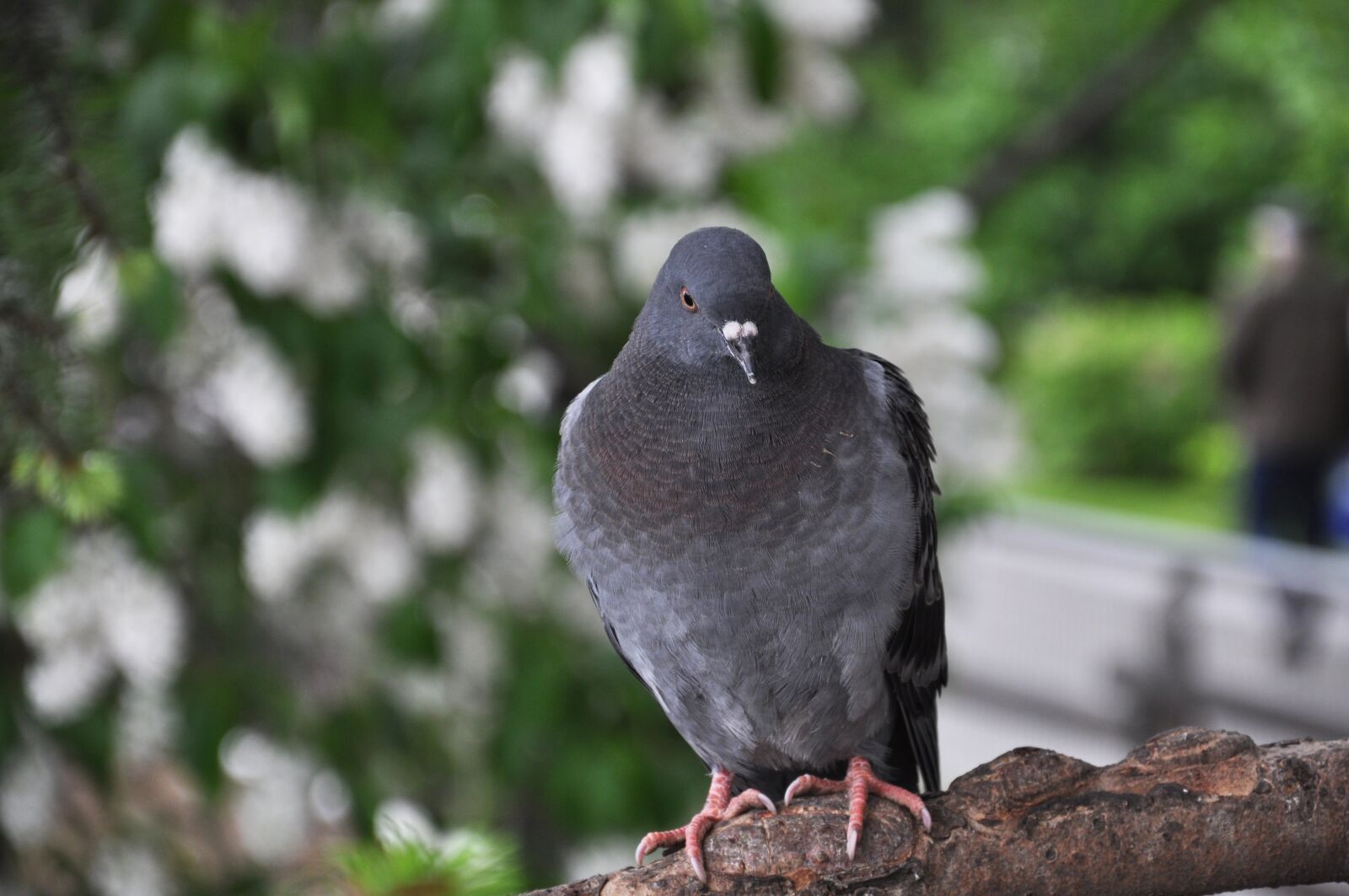 Nikon D5000 sample photo. Birds, nature, natural photography
