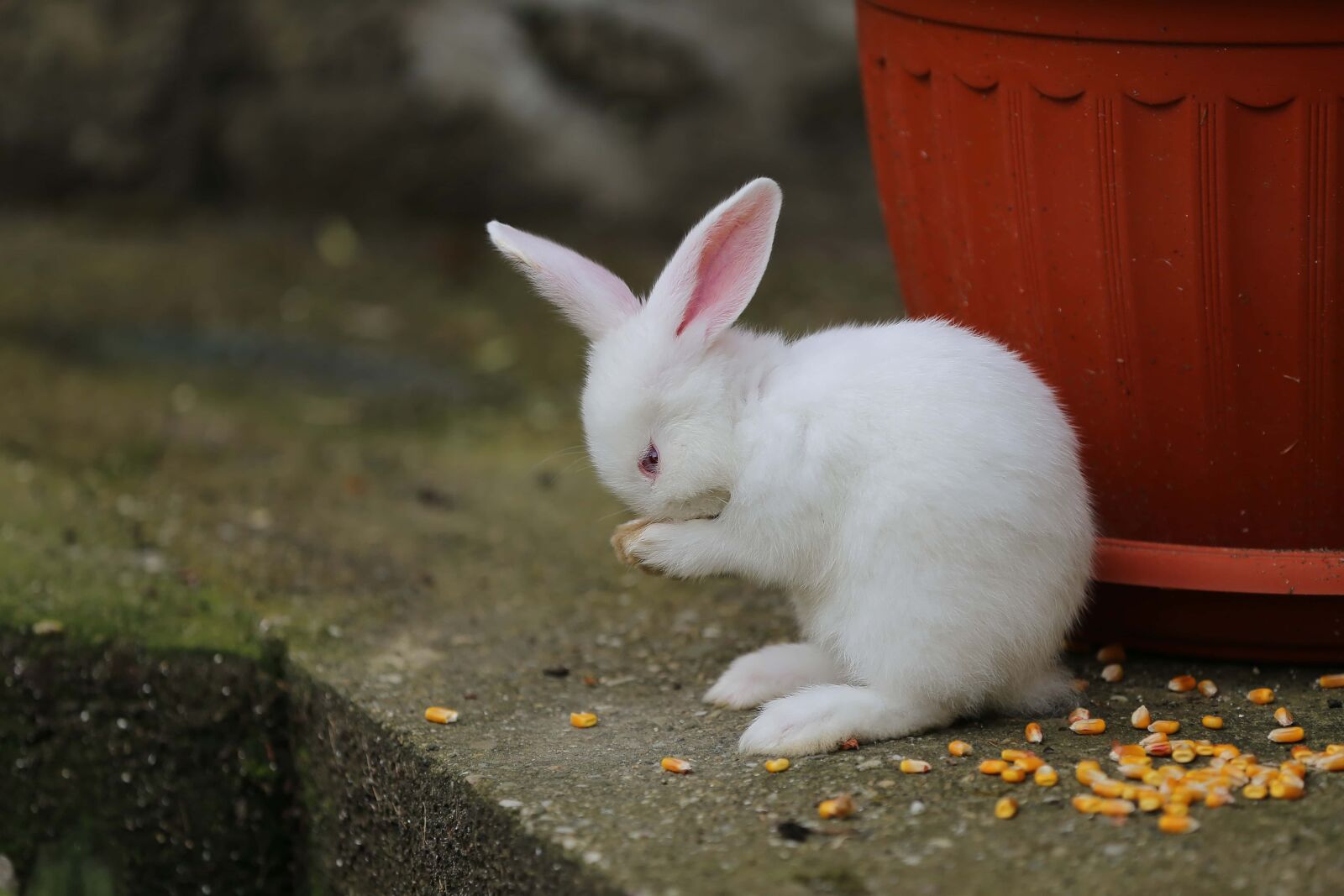 Canon EF 70-200mm F2.8L IS II USM sample photo. Adorable, white, rabbit, bunny photography