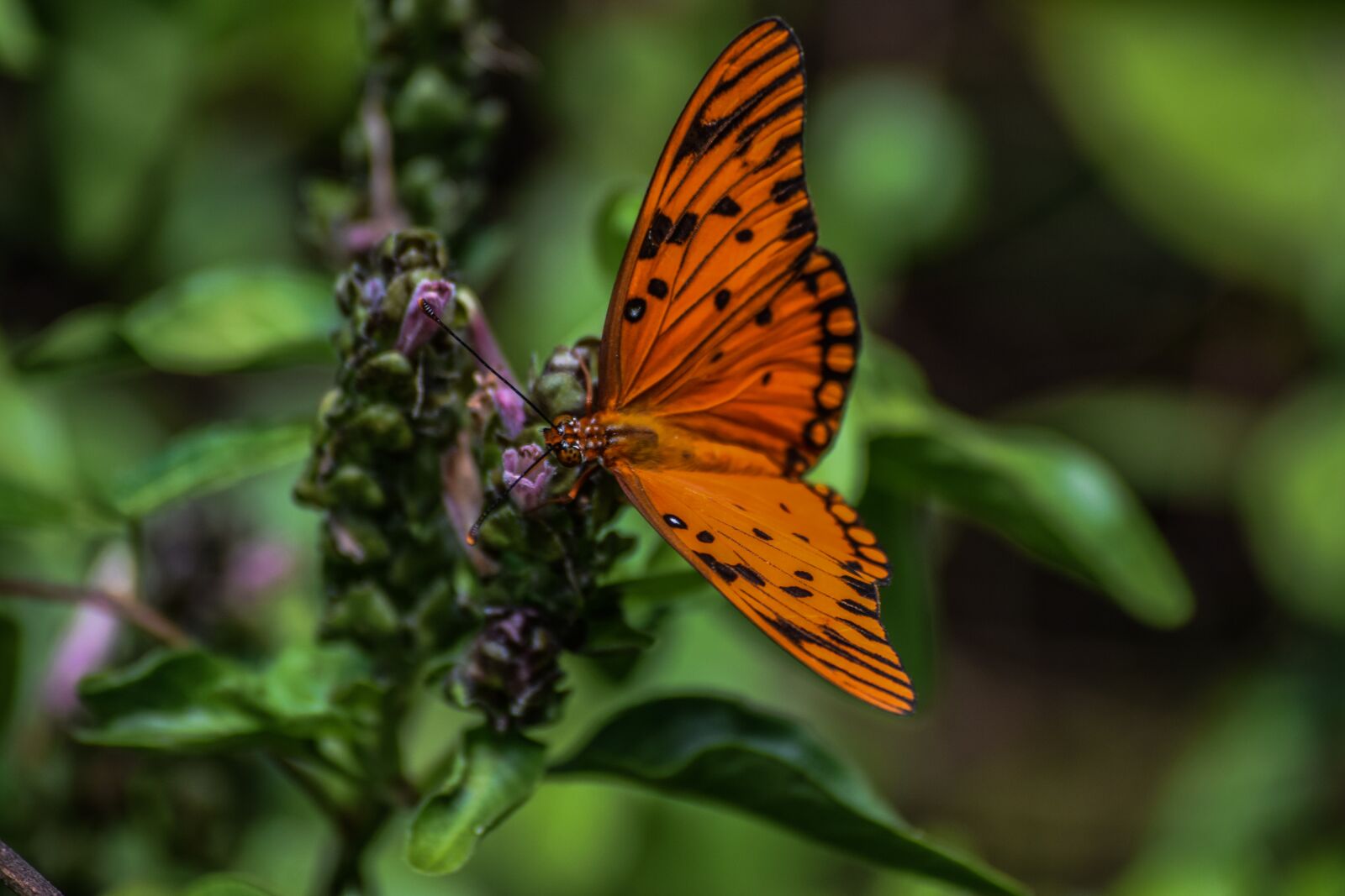 Nikon D3300 sample photo. Butterfly, flora, insect photography