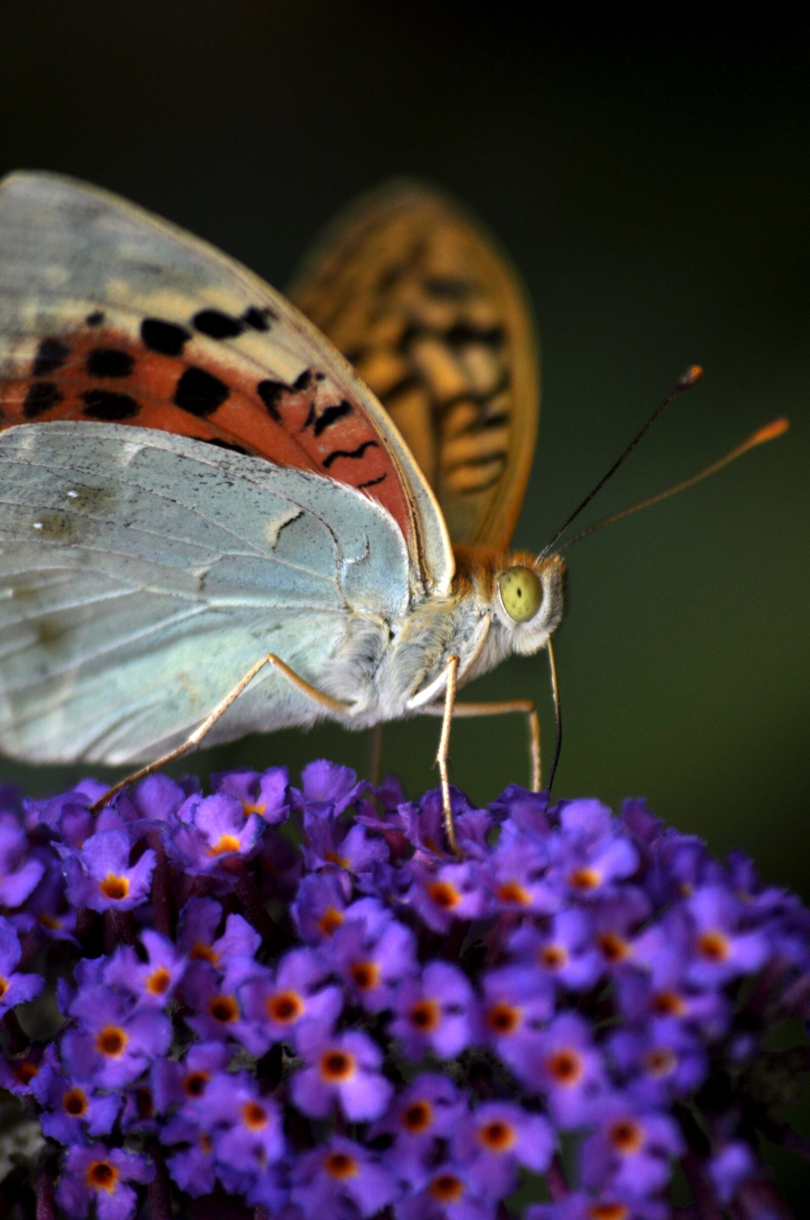 Nikon D90 sample photo. Butterfly, orange, insect photography