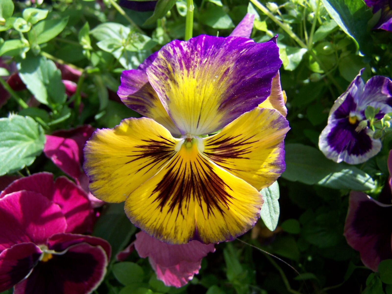 Kodak EASYSHARE ZD710 ZOOM DIGITAL CAMERA sample photo. Pansy, purple and yellow photography