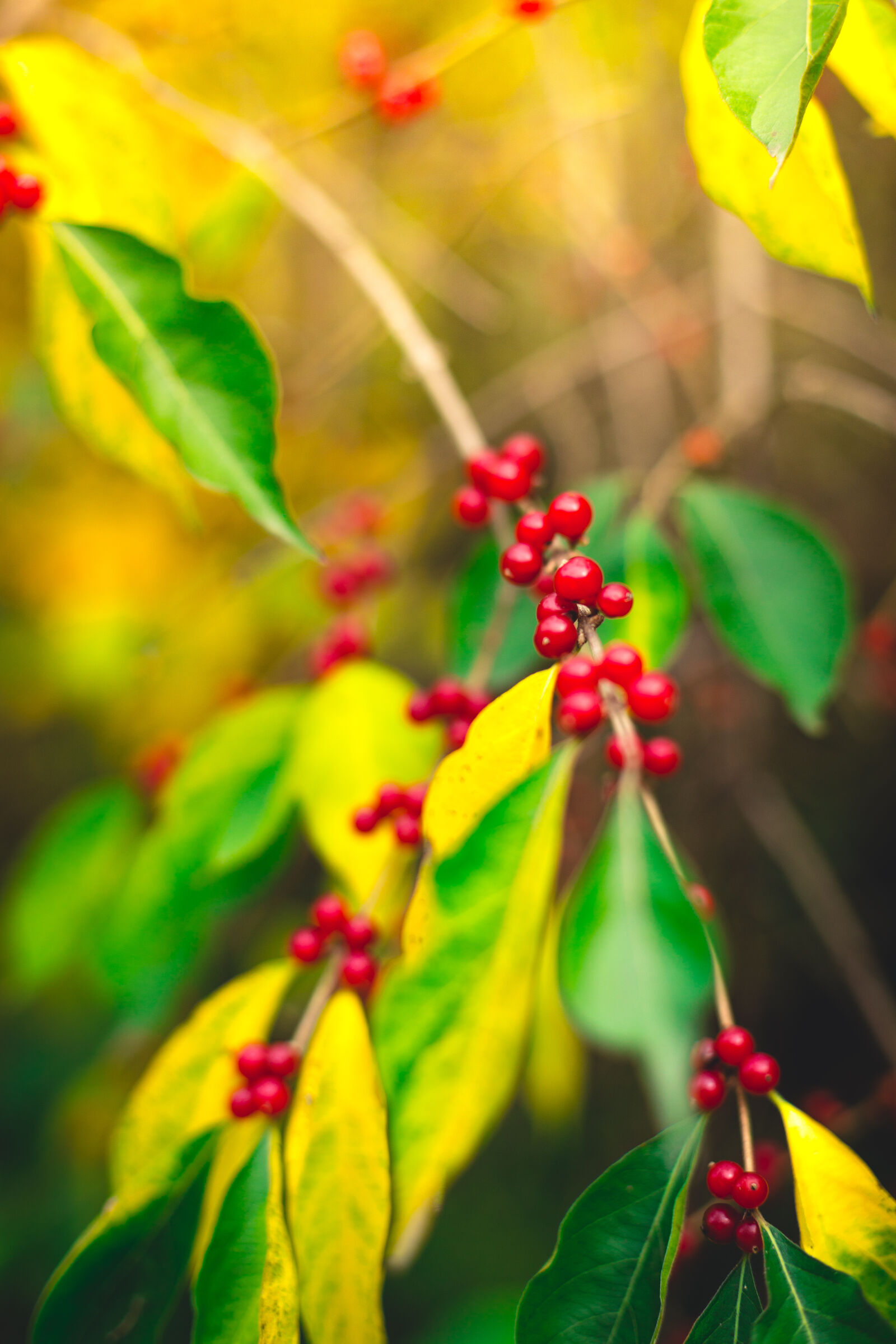Canon EOS 6D + Canon EF 50mm F1.4 USM sample photo