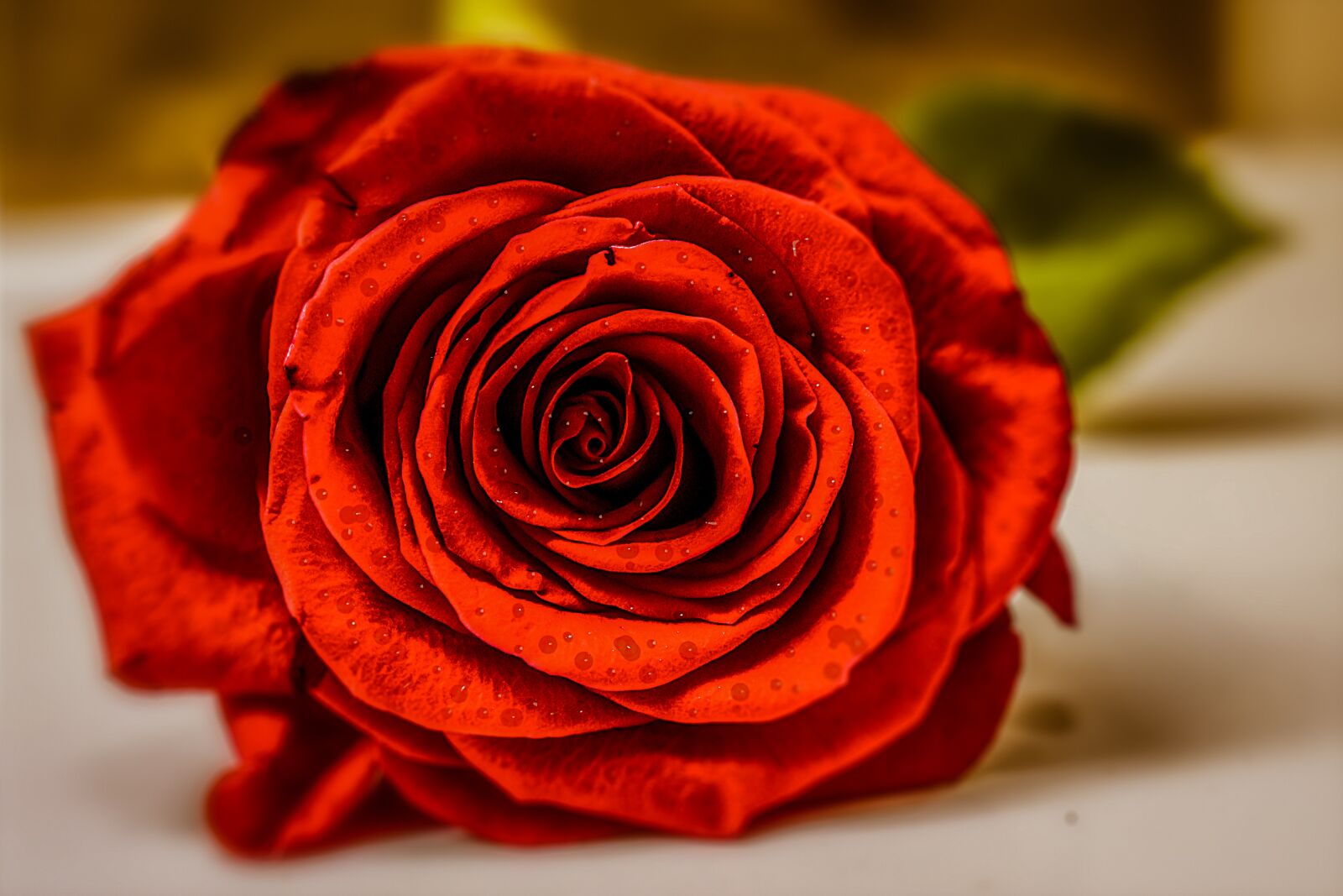 Nikon D3400 sample photo. Rosa, flower, nature photography