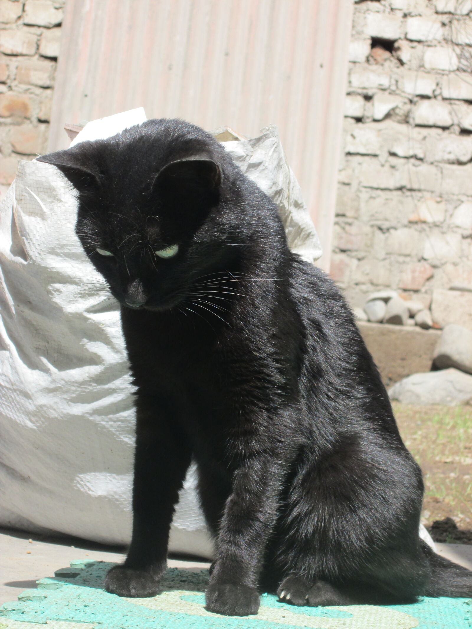 Canon PowerShot A2400 IS sample photo. Black, cat, gato, negro photography