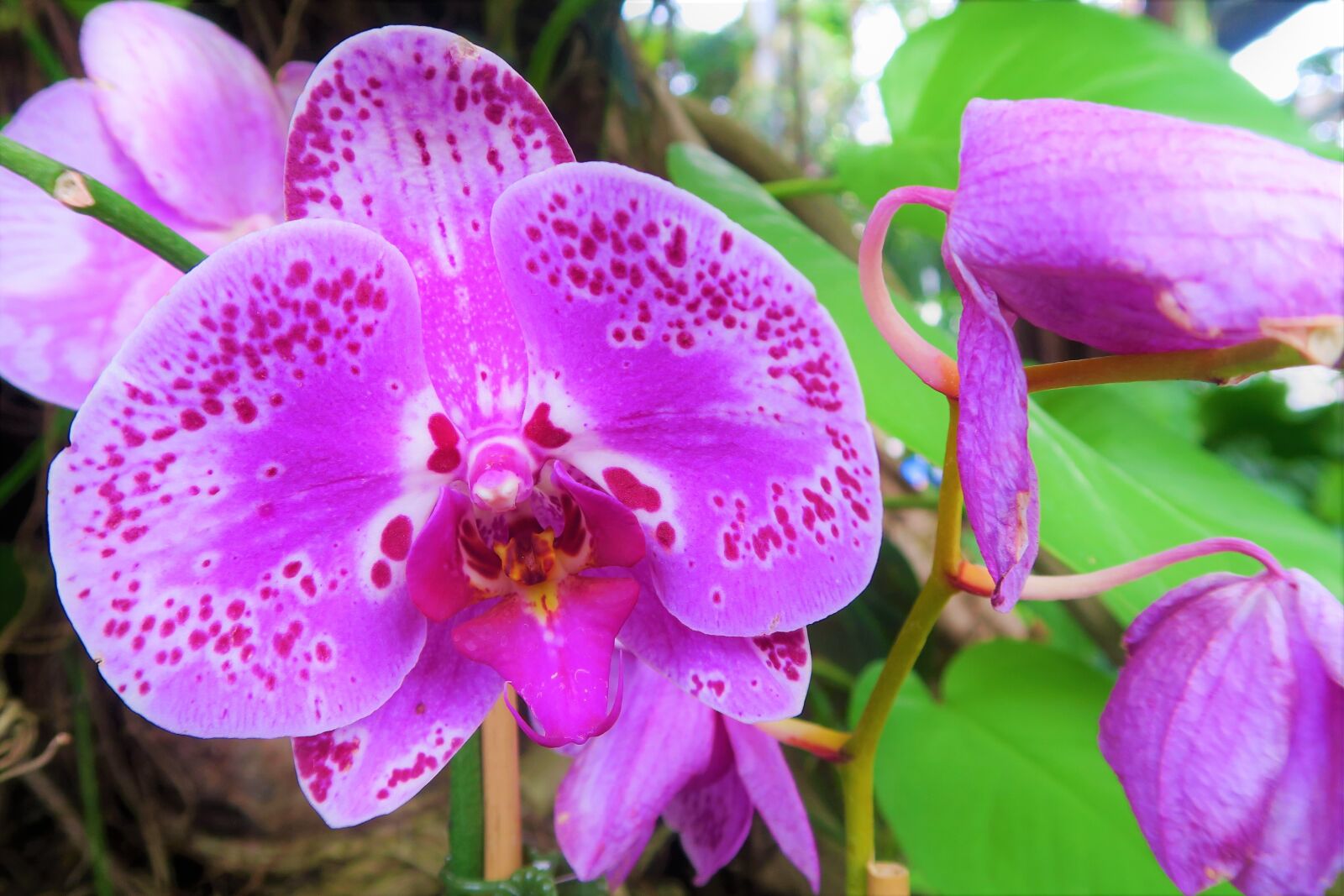 Canon PowerShot G7 X sample photo. Orchid, flower, nature photography