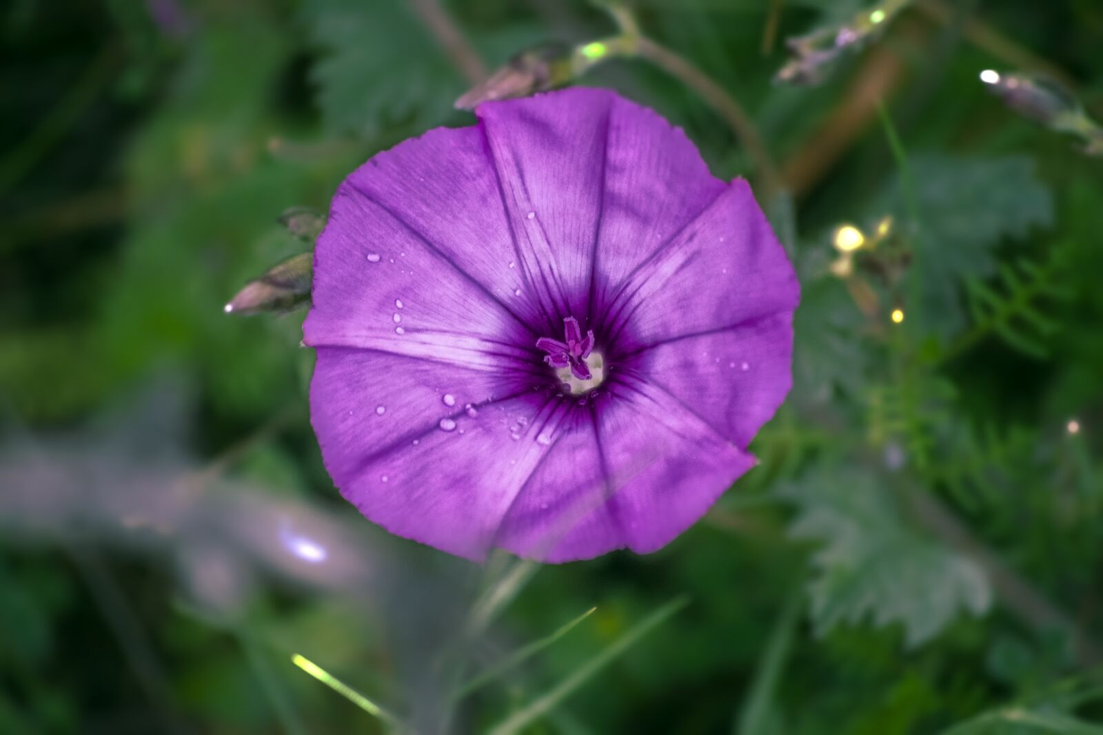 Nikon D3300 sample photo. Flower, nature, spray photography