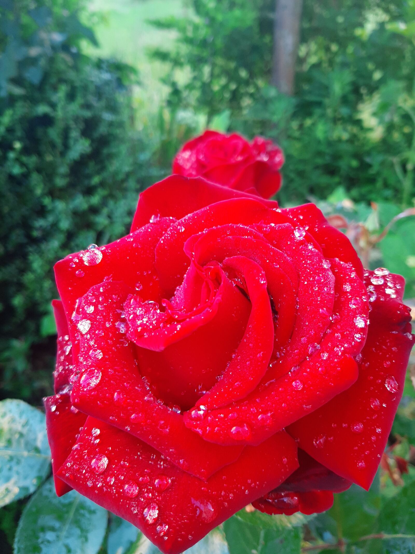 Samsung Galaxy A50 sample photo. Flower, red, rose photography