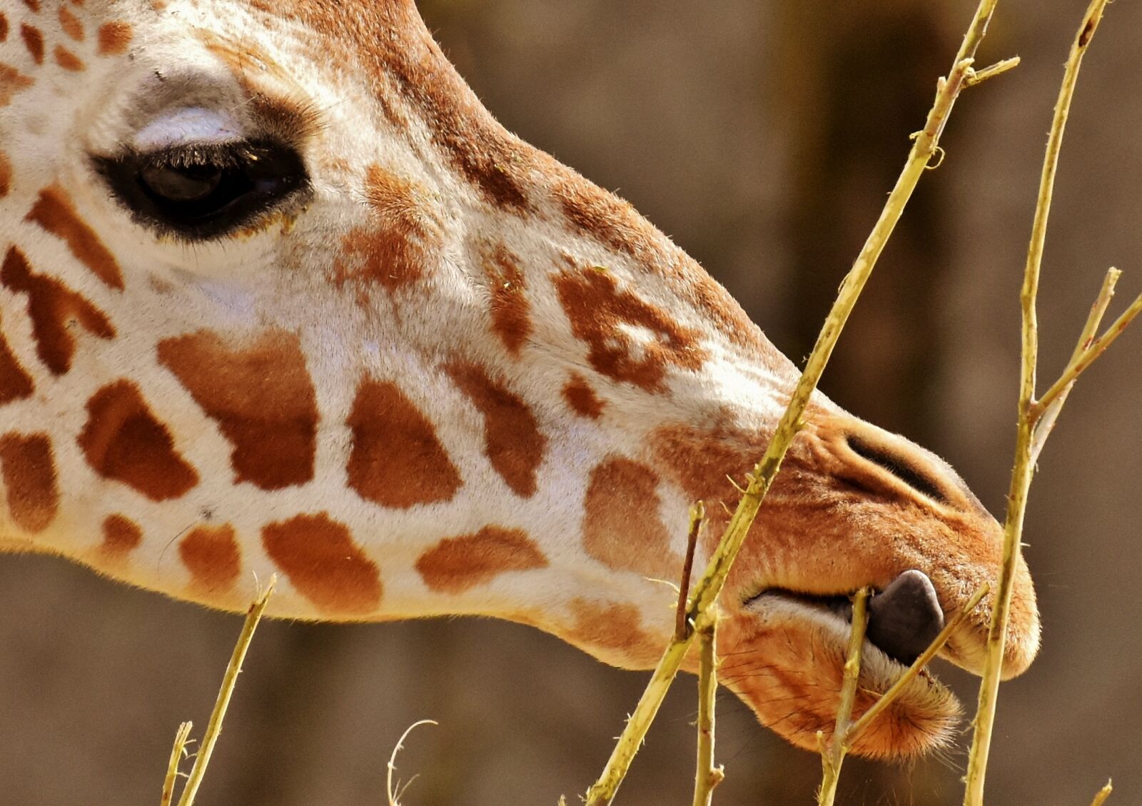 Nikon D7200 sample photo. Giraffe, zoo, animal photography