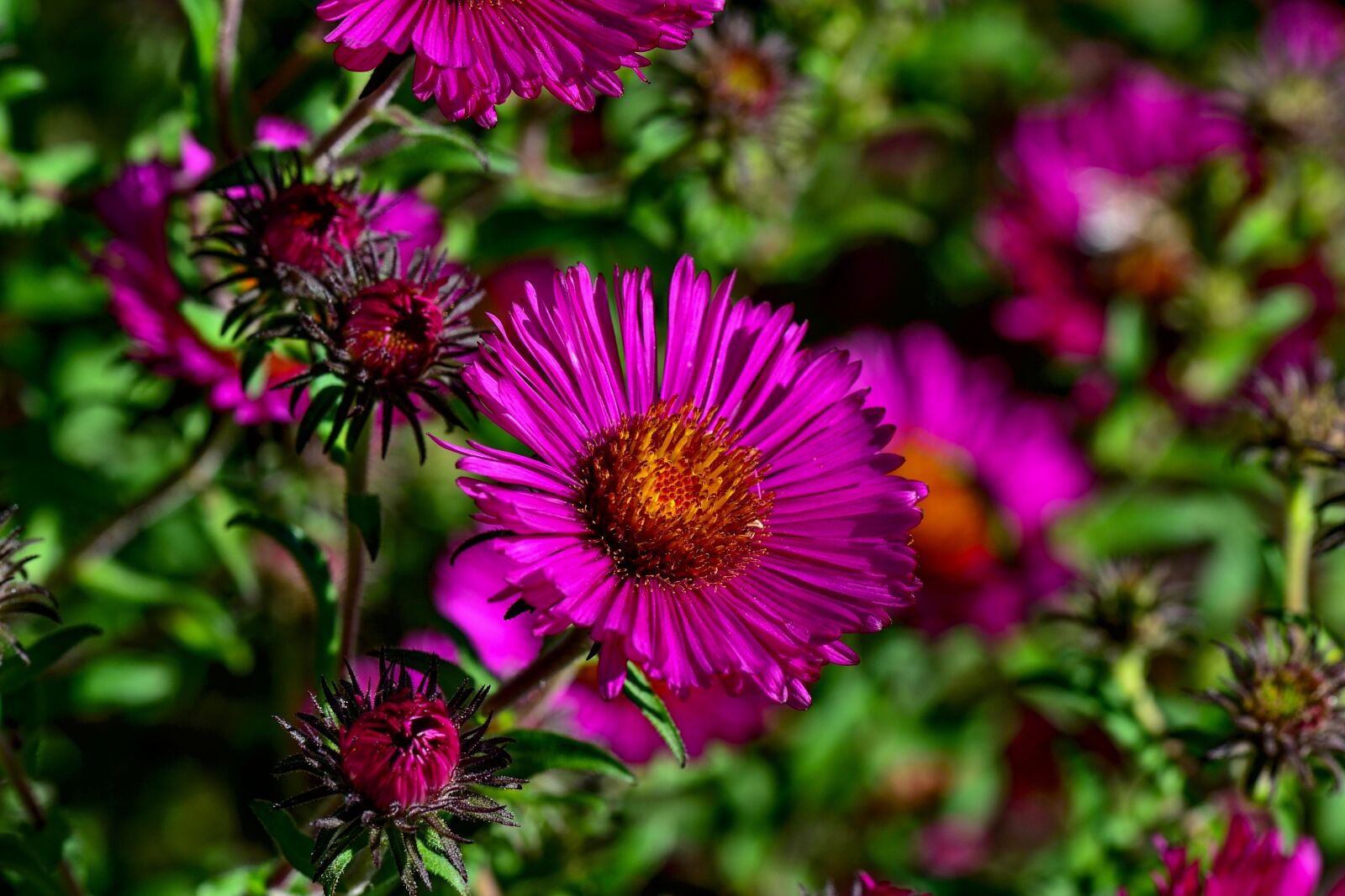 Nikon D3100 sample photo. Herbstastern, flower, blossom photography
