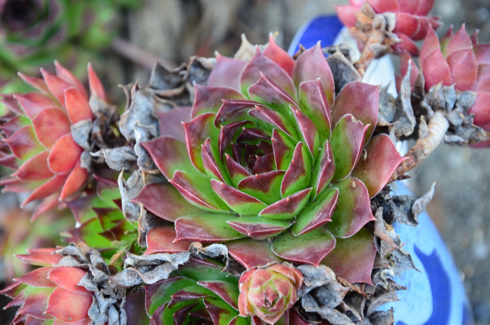 Nikon D5100 sample photo. Dachwurz, garden, green photography