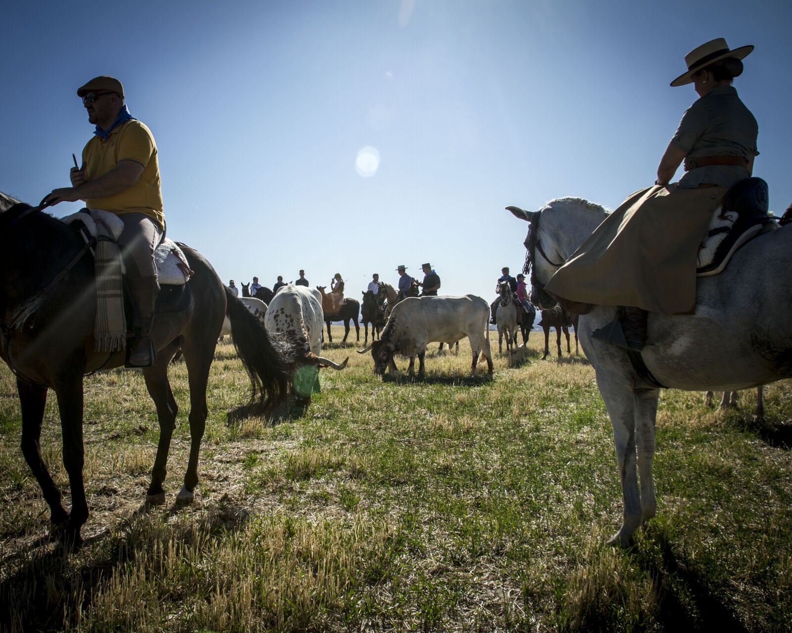 Canon EOS 7D sample photo. Oxen, horses, running of photography