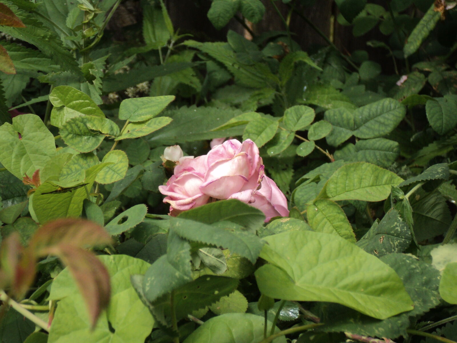 Sony DSC-S2100 sample photo
