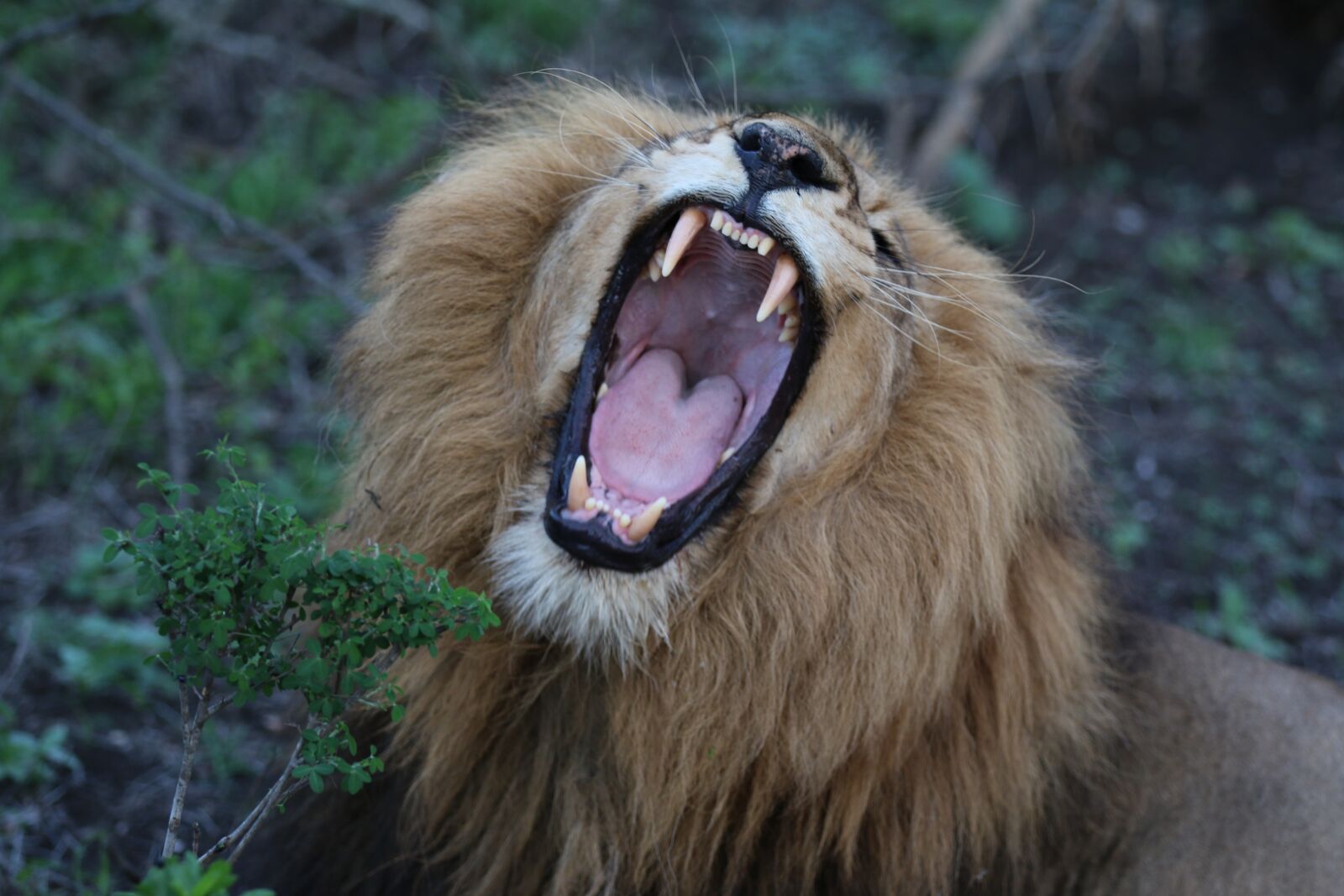 Canon EOS 70D + Canon EF 70-200mm F2.8L IS II USM sample photo. Lion, roaring, zoo photography