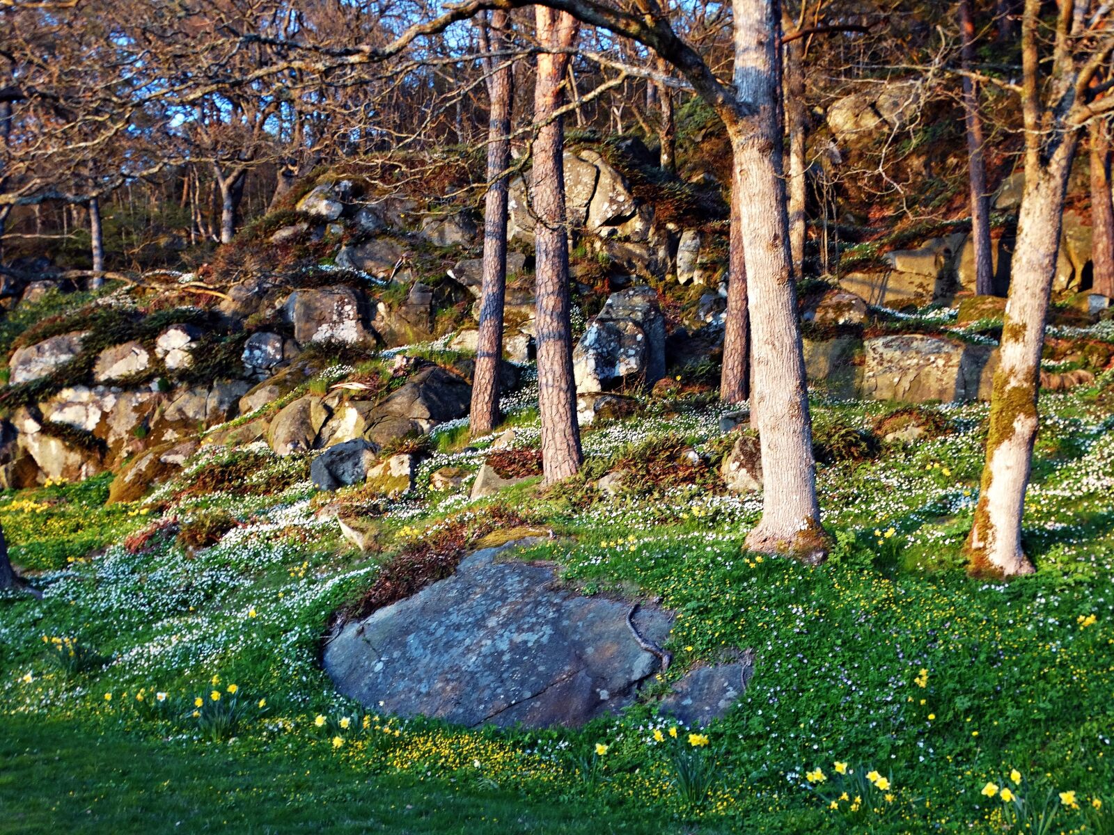 Sony Cyber-shot DSC-HX300 sample photo. Spring, spring flowers, anemones photography