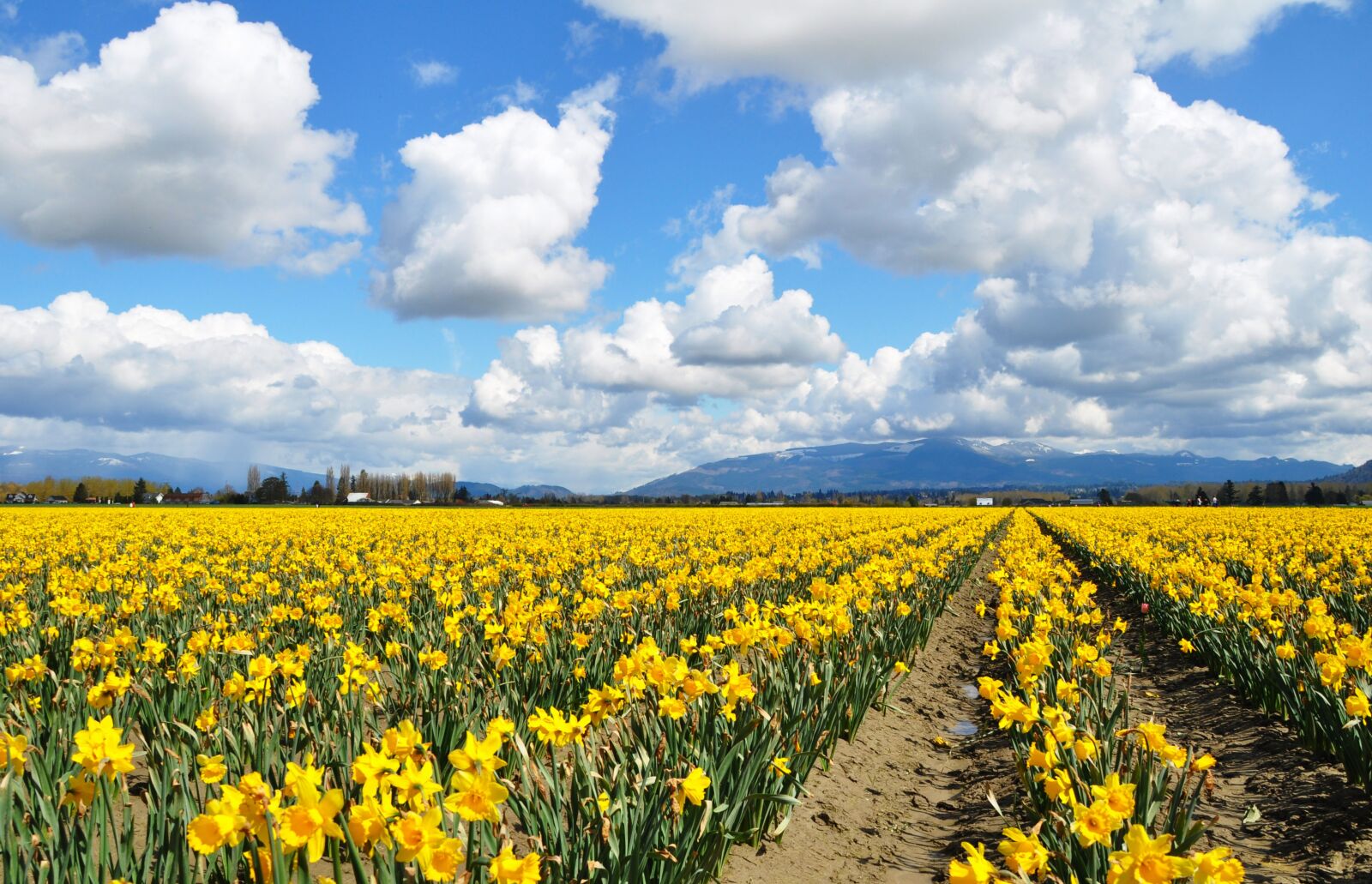 Nikon D90 sample photo. Daffodils, yellow, daffodil photography