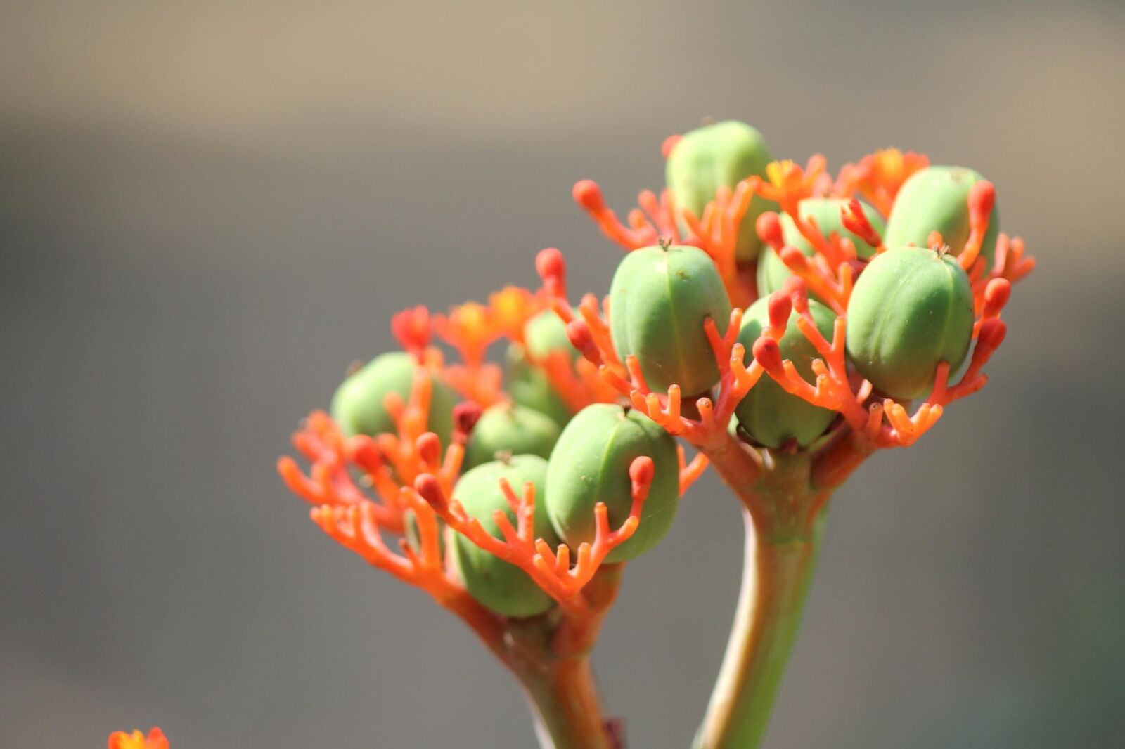 Canon EOS 600D (Rebel EOS T3i / EOS Kiss X5) sample photo. Wild flower, bud, plant photography