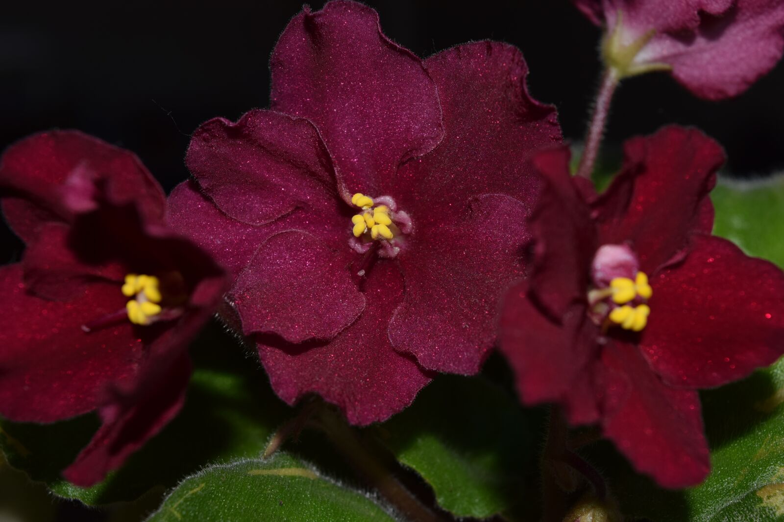 Nikon D3300 sample photo. Flowers, violets, beauty photography