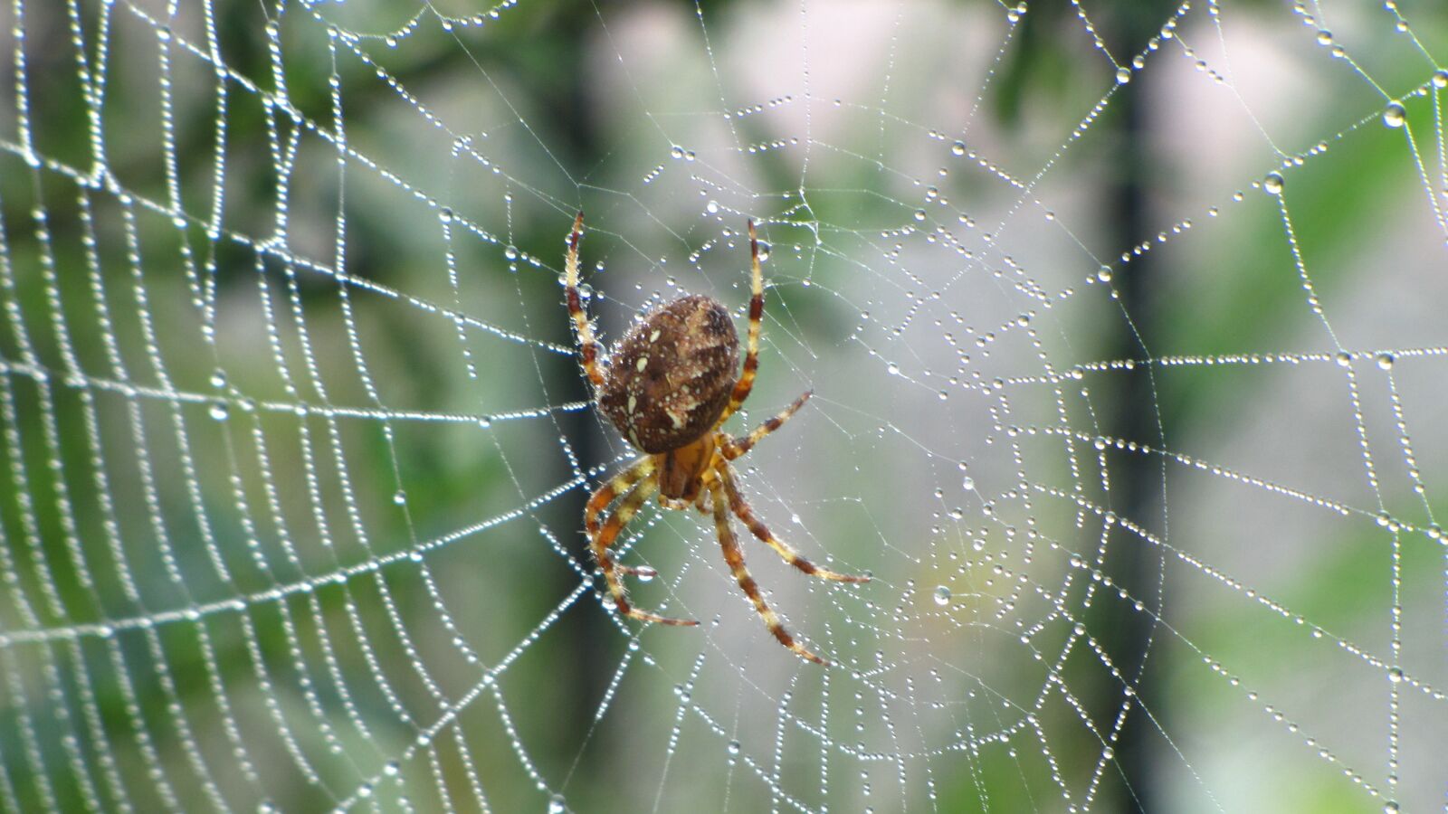 Canon PowerShot SX1 IS sample photo. Spin, web, forest photography