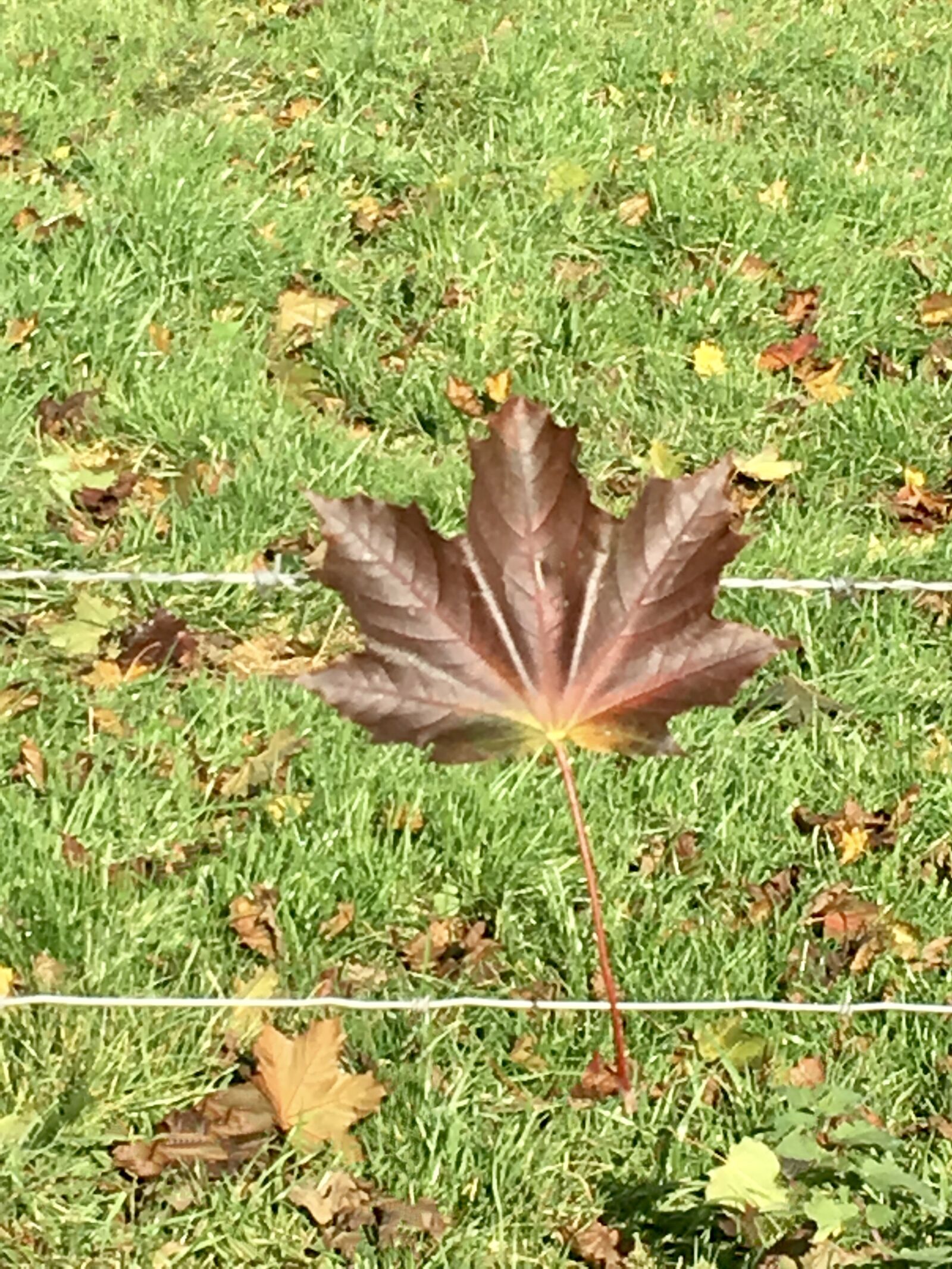 iPhone 6s back camera 4.15mm f/2.2 sample photo. Autumn, flora, leaf photography
